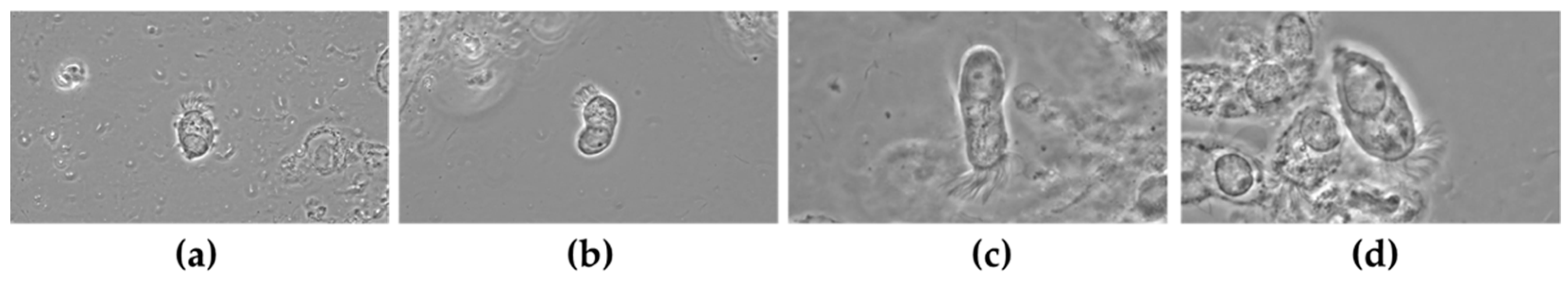 Electronics 09 01002 g001