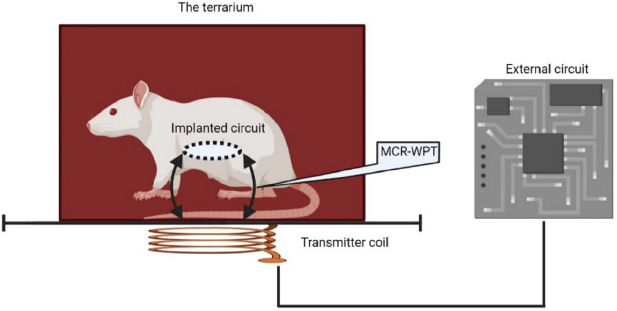 An implantable electrical stimulator used for peripheral nerve  rehabilitation in rats