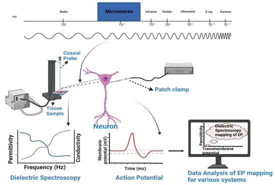 Electrical Stimulation El Paso, Texas - Spectrum Therapy Consultants