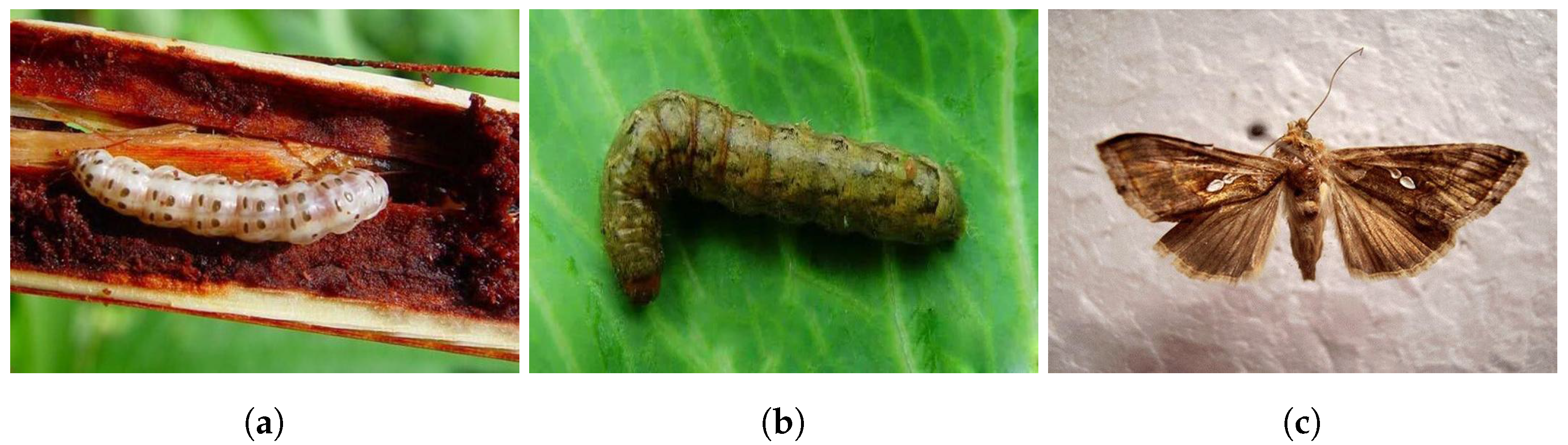 Electronics 13 03008 g008