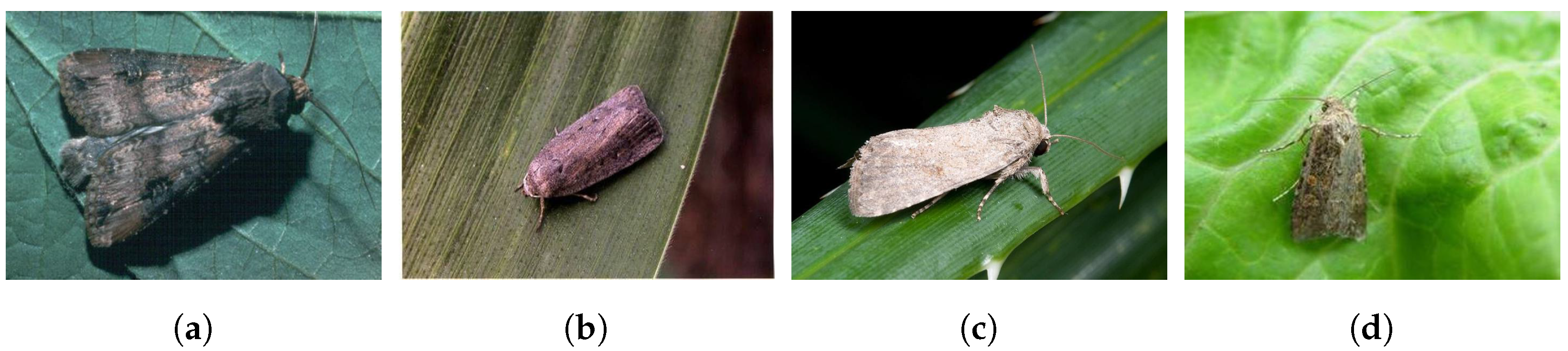 Electronics 13 03008 g009