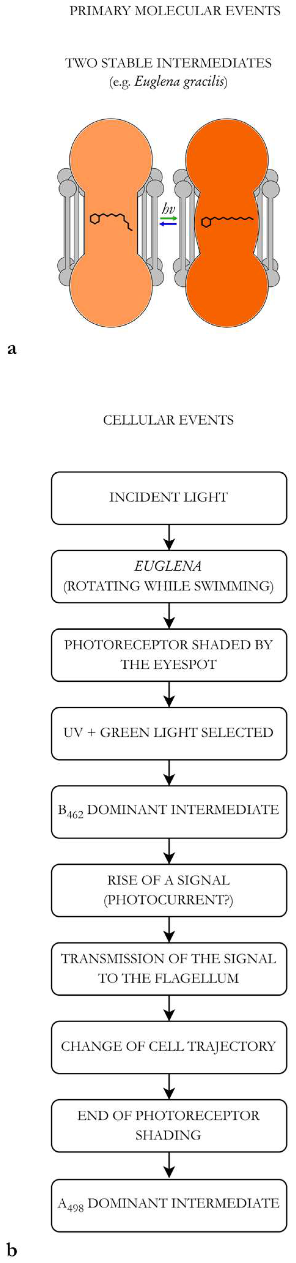 Encyclopedia 04 00003 g002