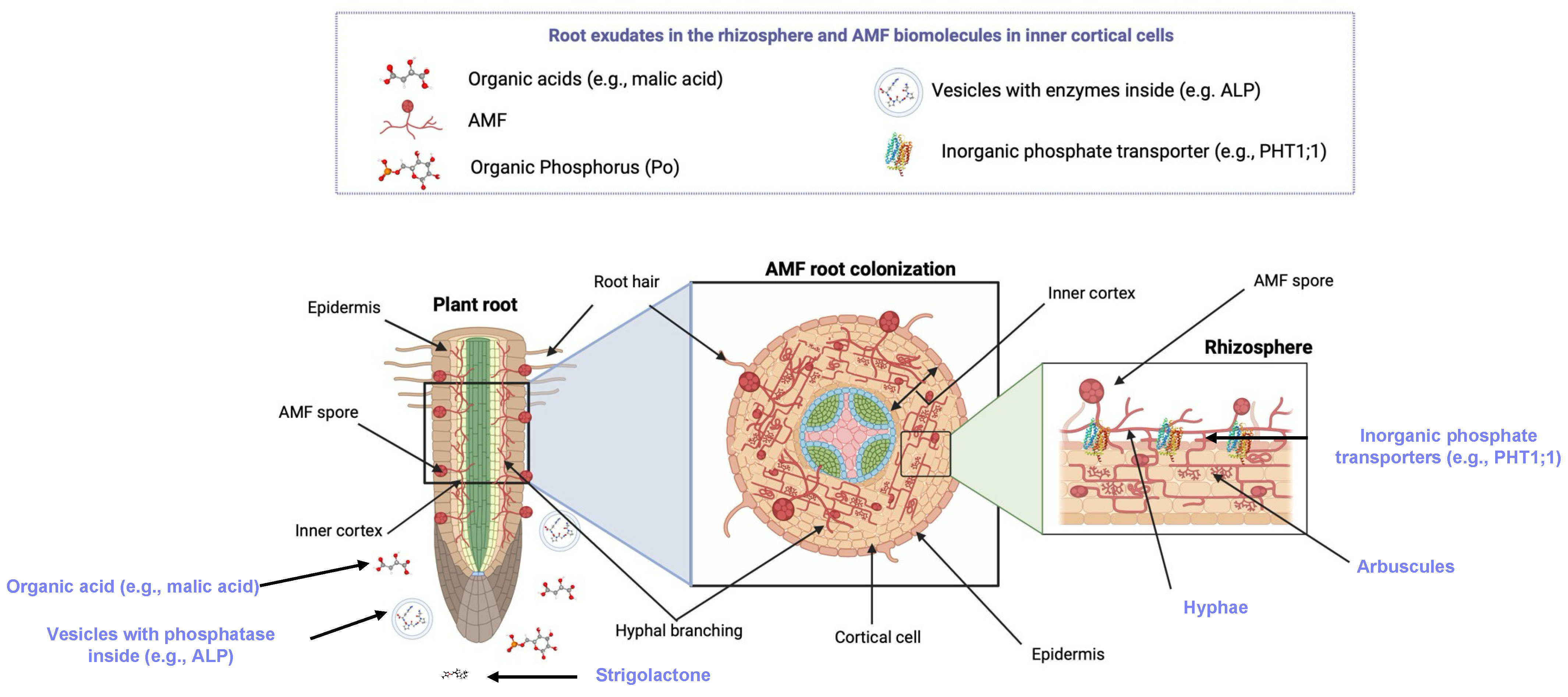 Encyclopedia 04 00077 g001