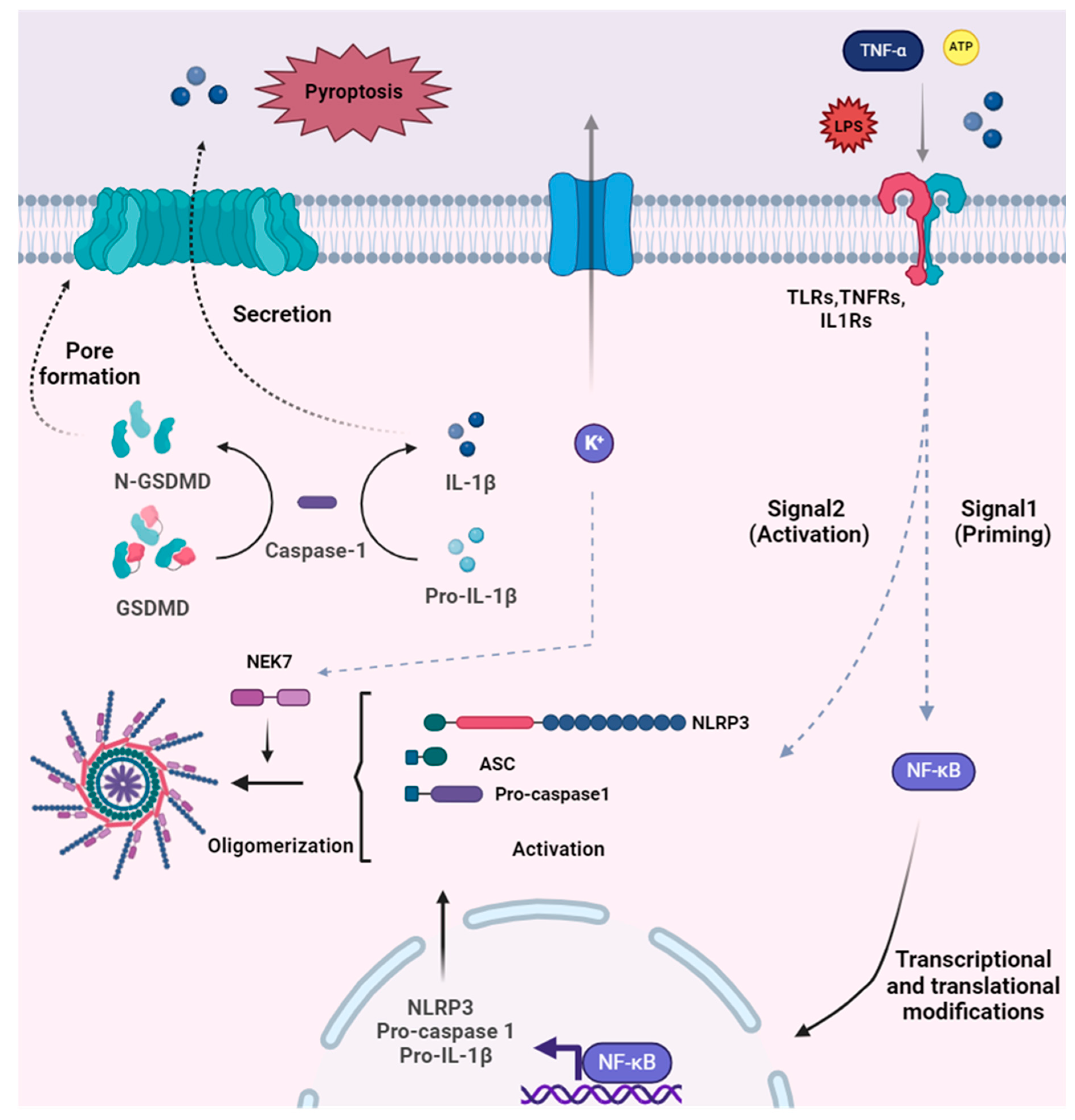 Encyclopedia 04 00110 g002