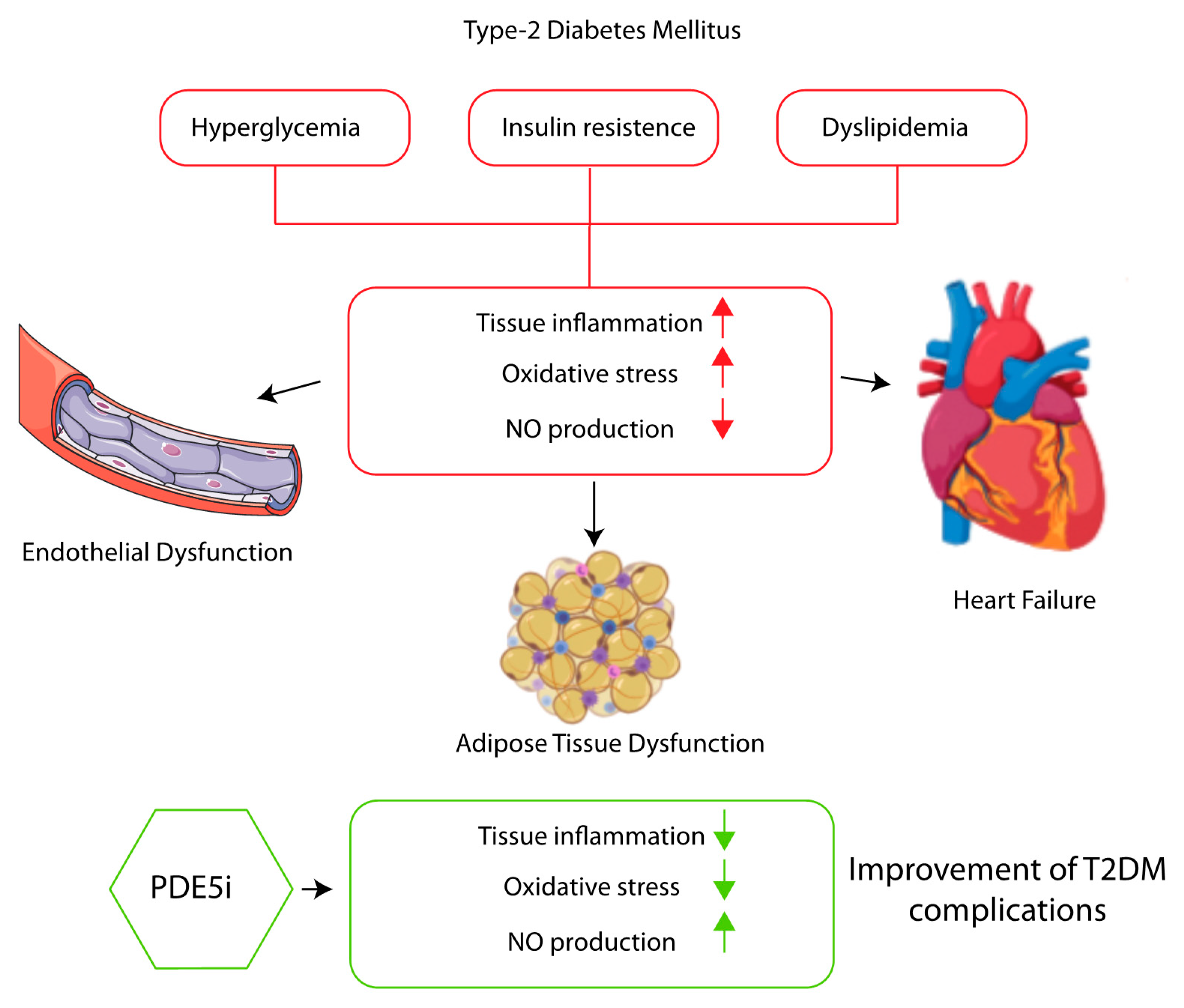 Endocrines | Free Full-Text | PDE5 Inhibitors in Type 2 Diabetes  Cardiovascular Complications