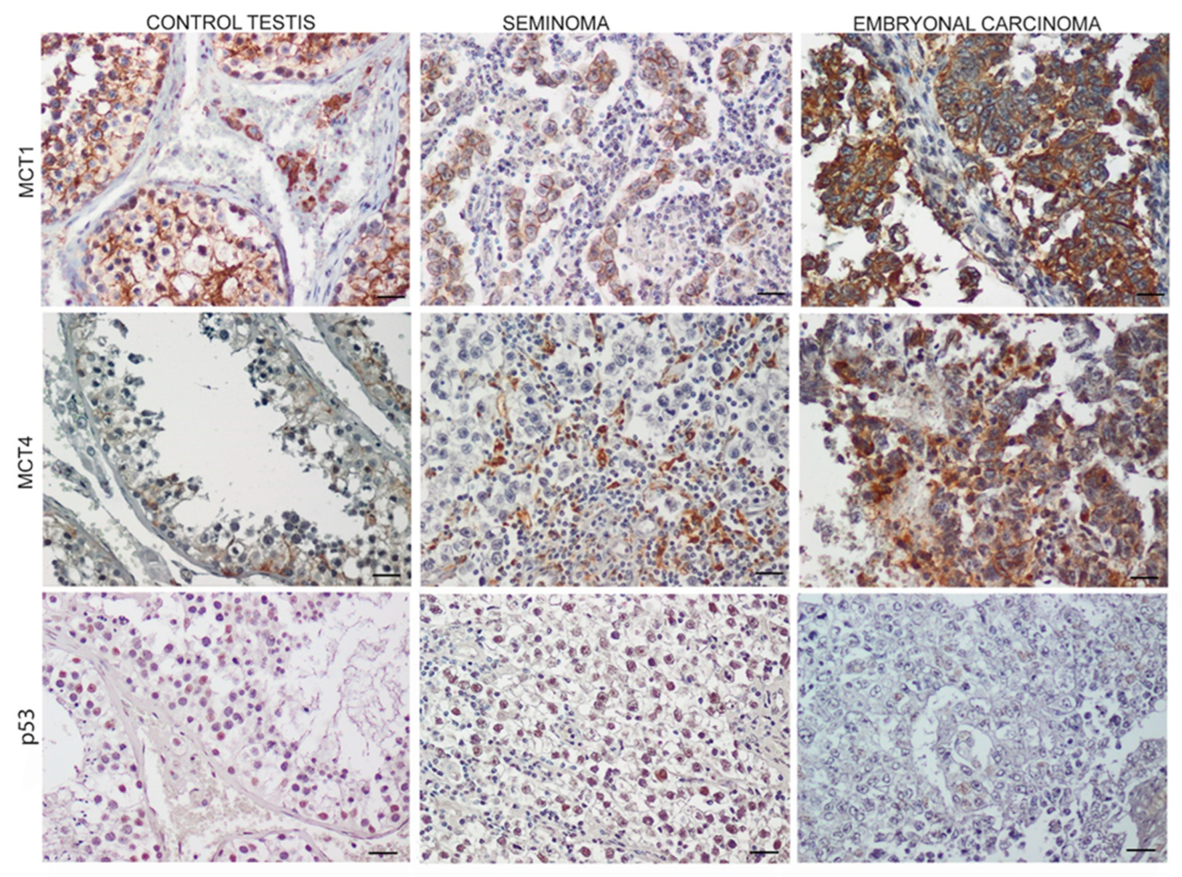 Endocrines 03 00049 g003 Endocrines 03 00049 g003