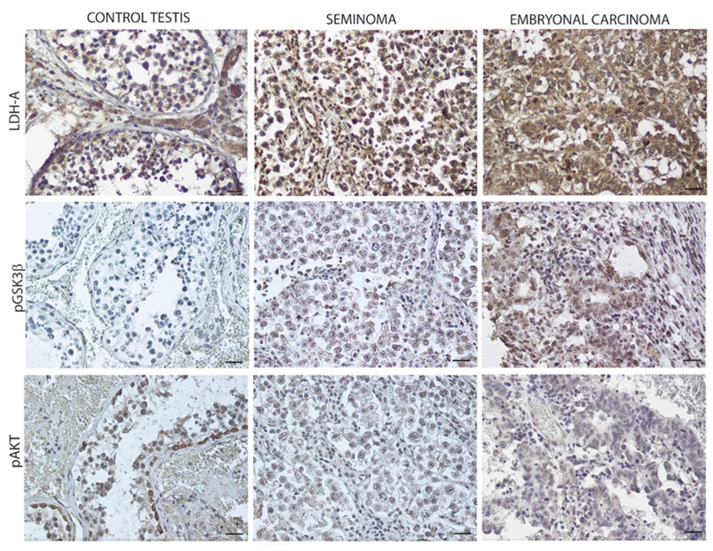 Endocrines 03 00049 g004 Endocrines 03 00049 g004