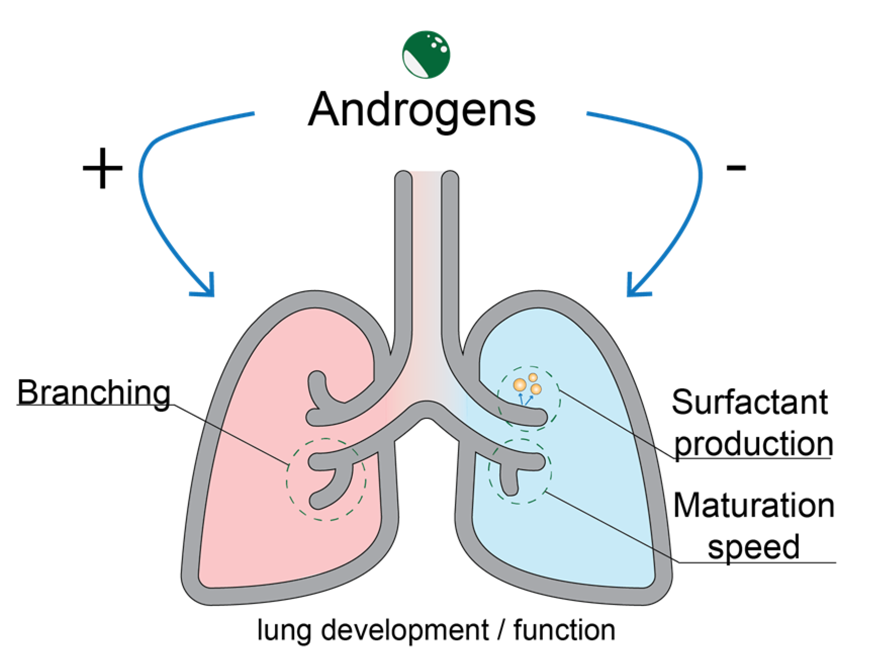 Endocrines Free Full Text Insights into Androgen Receptor