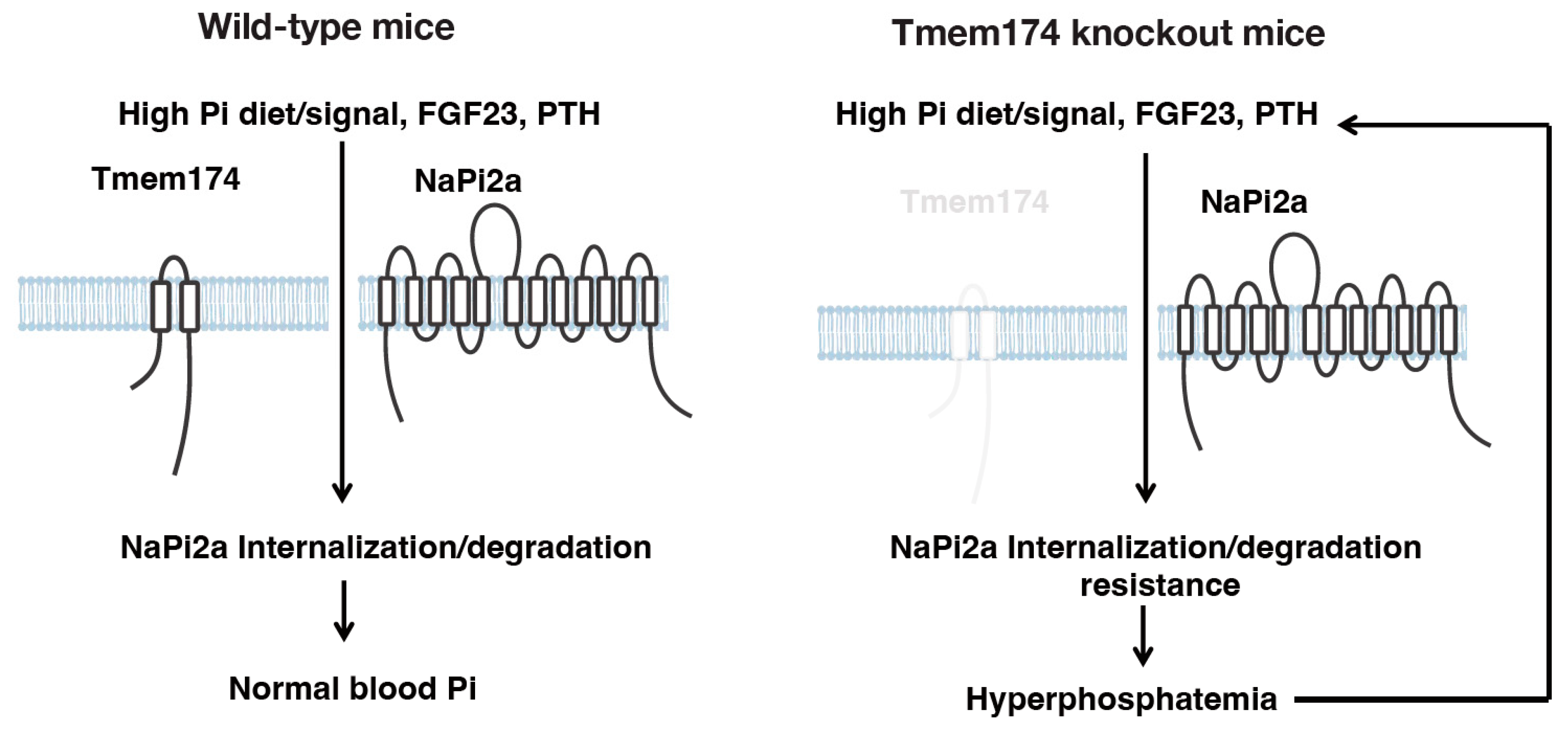 Endocrines 04 00043 g003