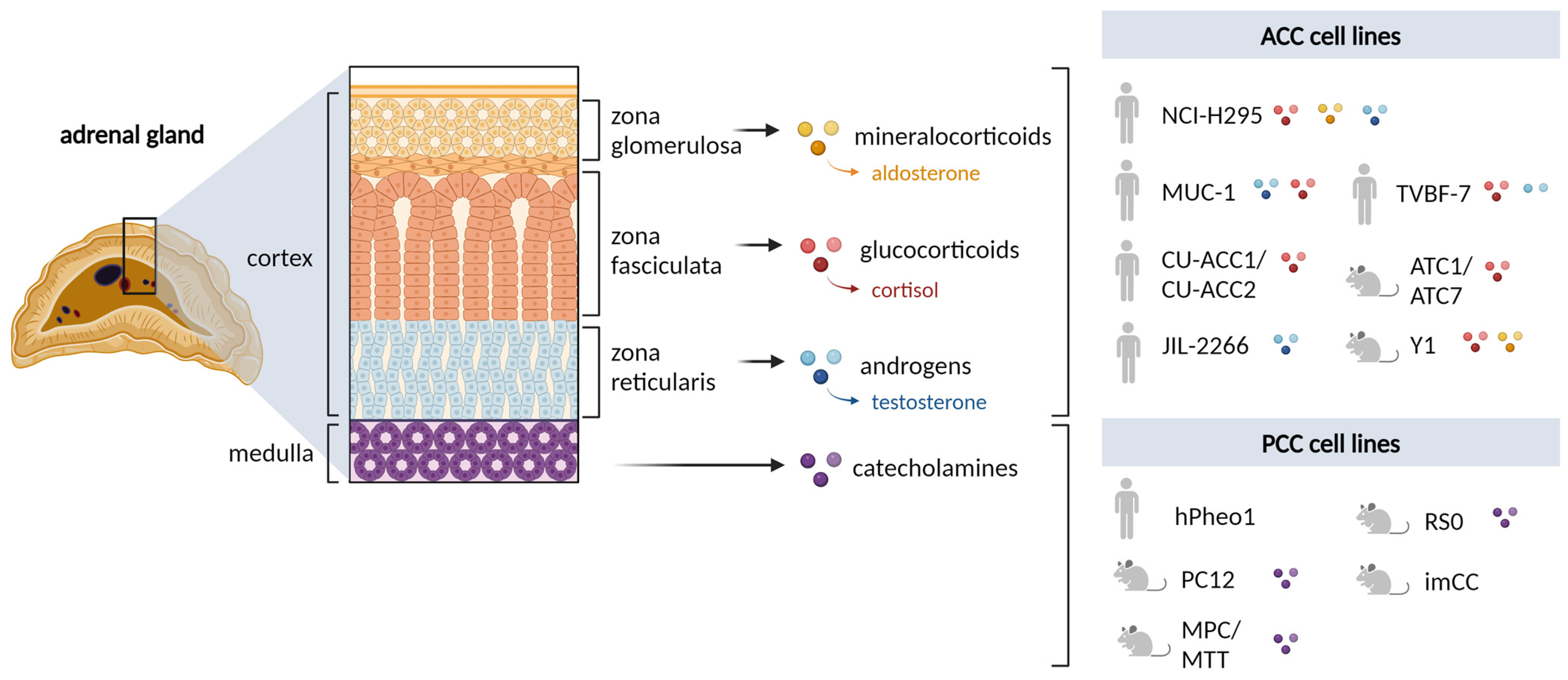 Endocrines | Free Full-Text | Human and Murine Cell Lines for  Adrenocortical Carcinoma and Pheochromocytoma