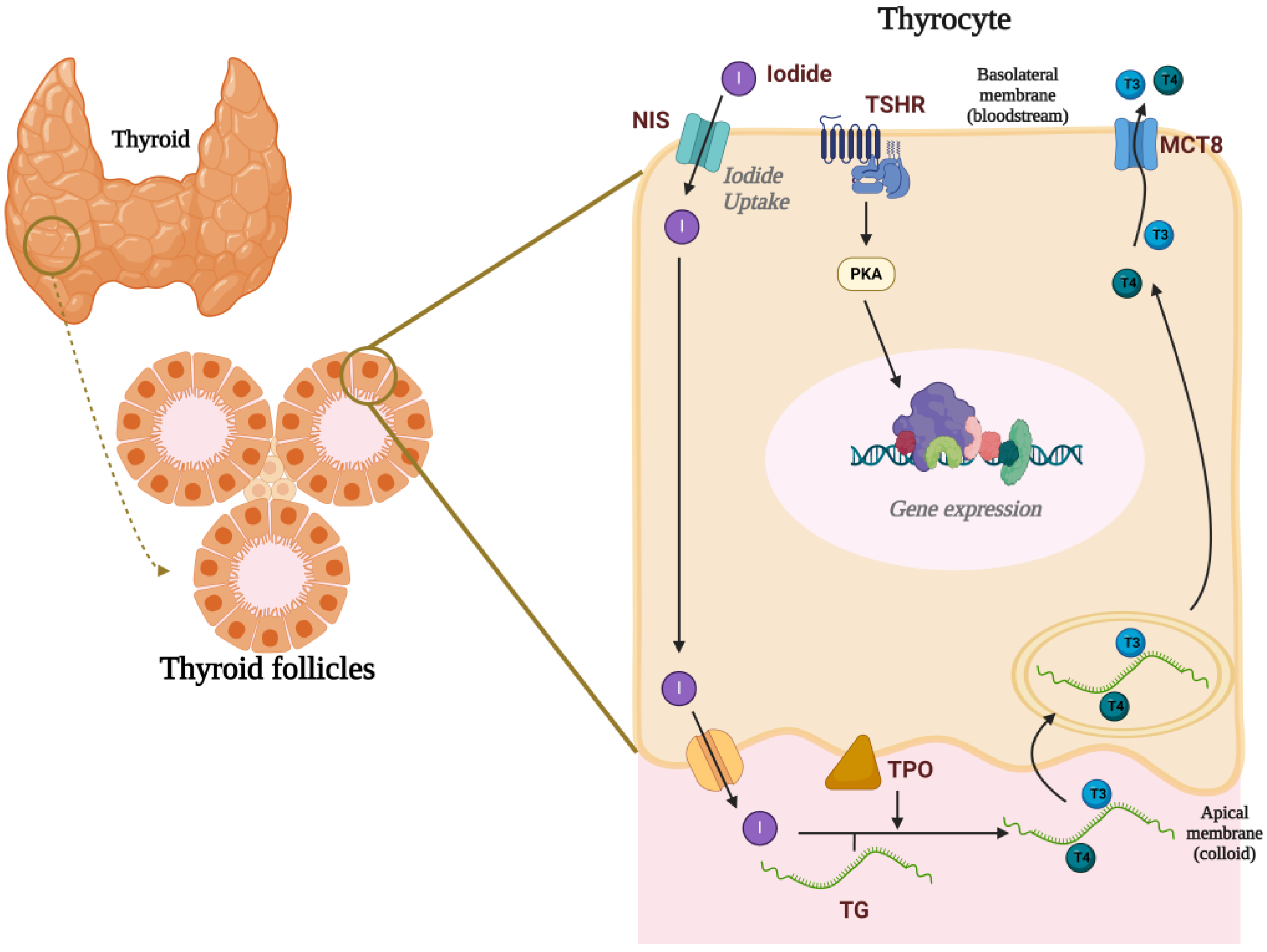 Endocrines 05 00032 g001 Endocrines 05 00032 g001
