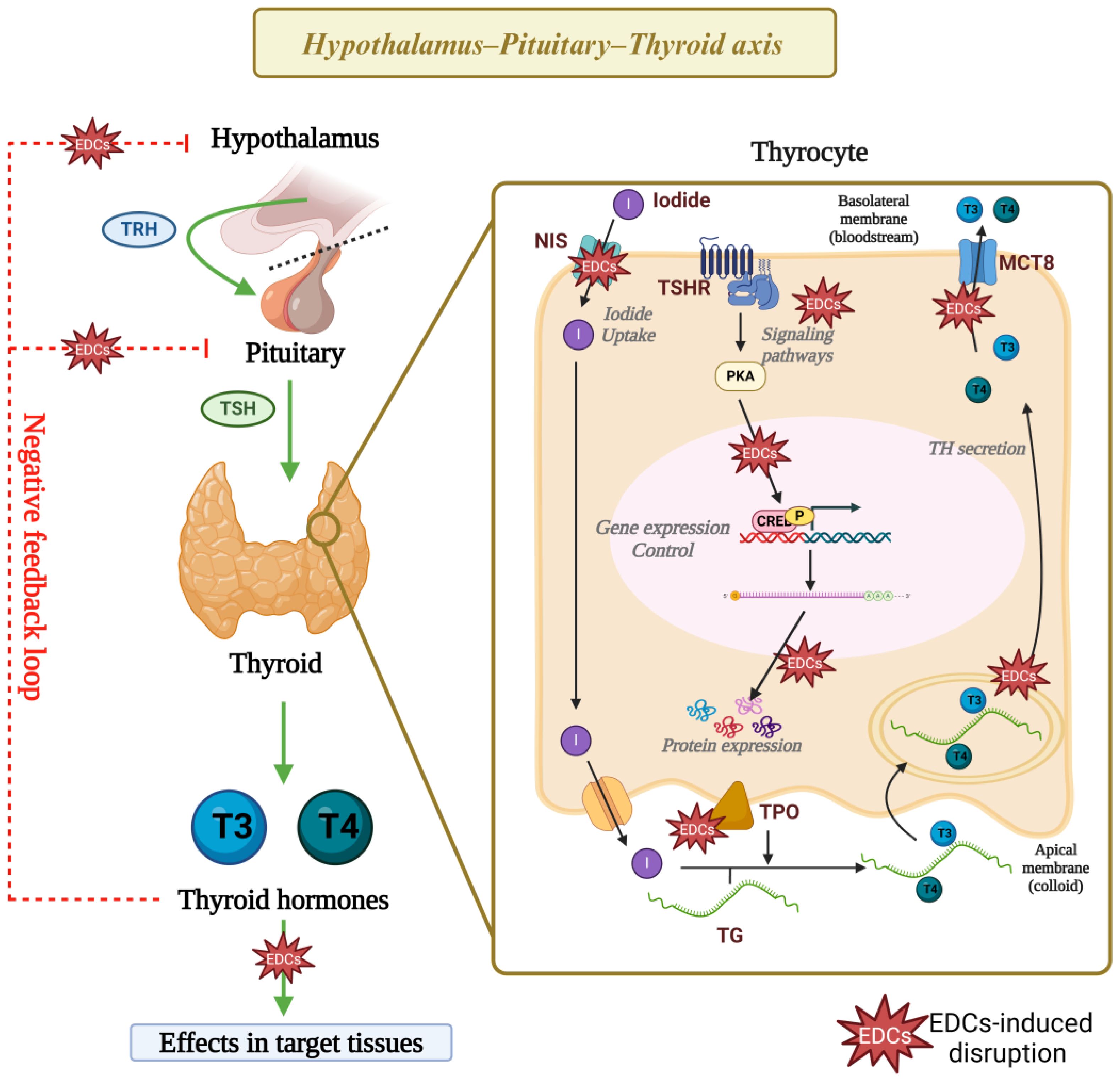 Endocrines 05 00032 g004 Endocrines 05 00032 g004
