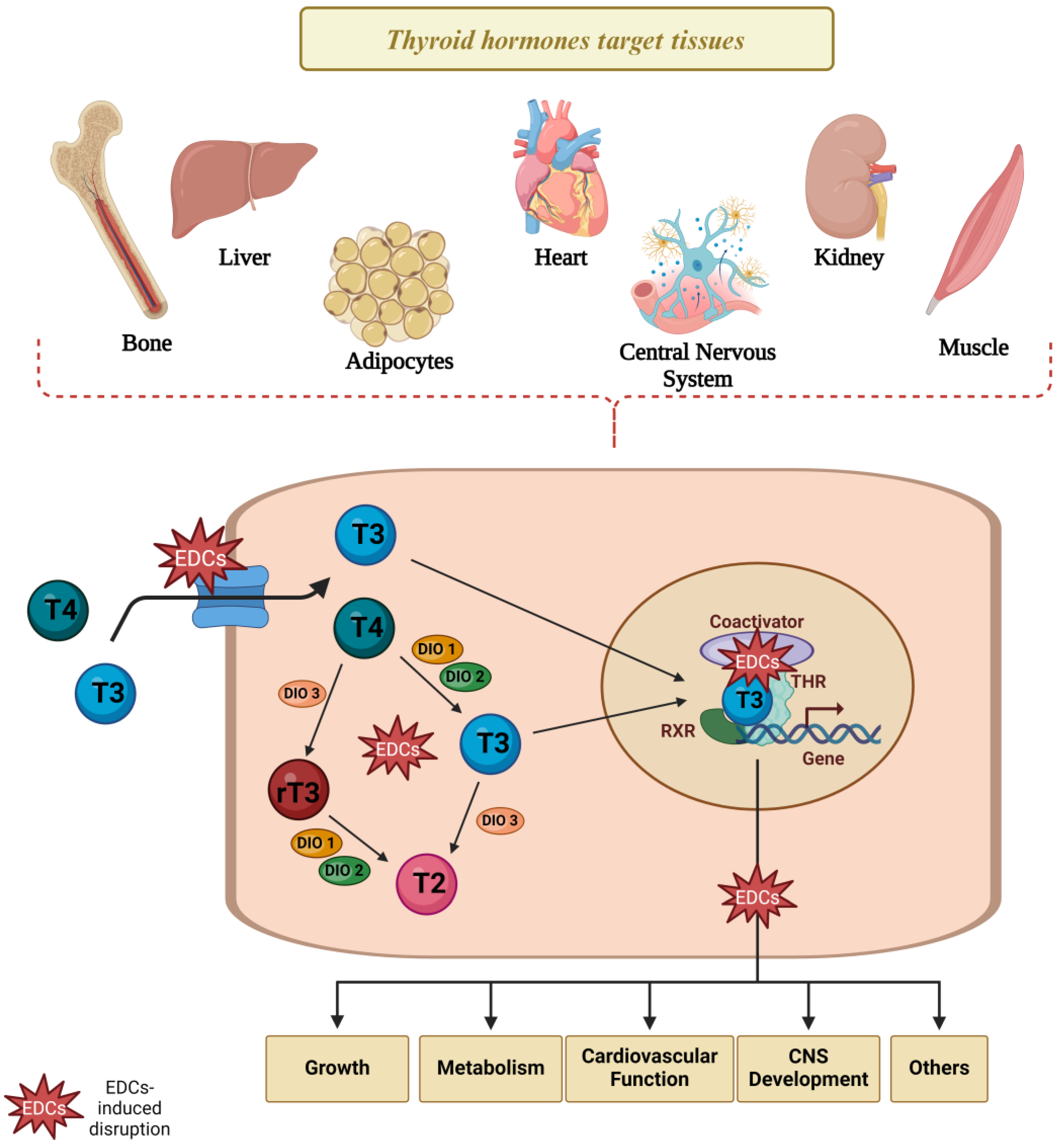 Endocrines 05 00032 g005 Endocrines 05 00032 g005