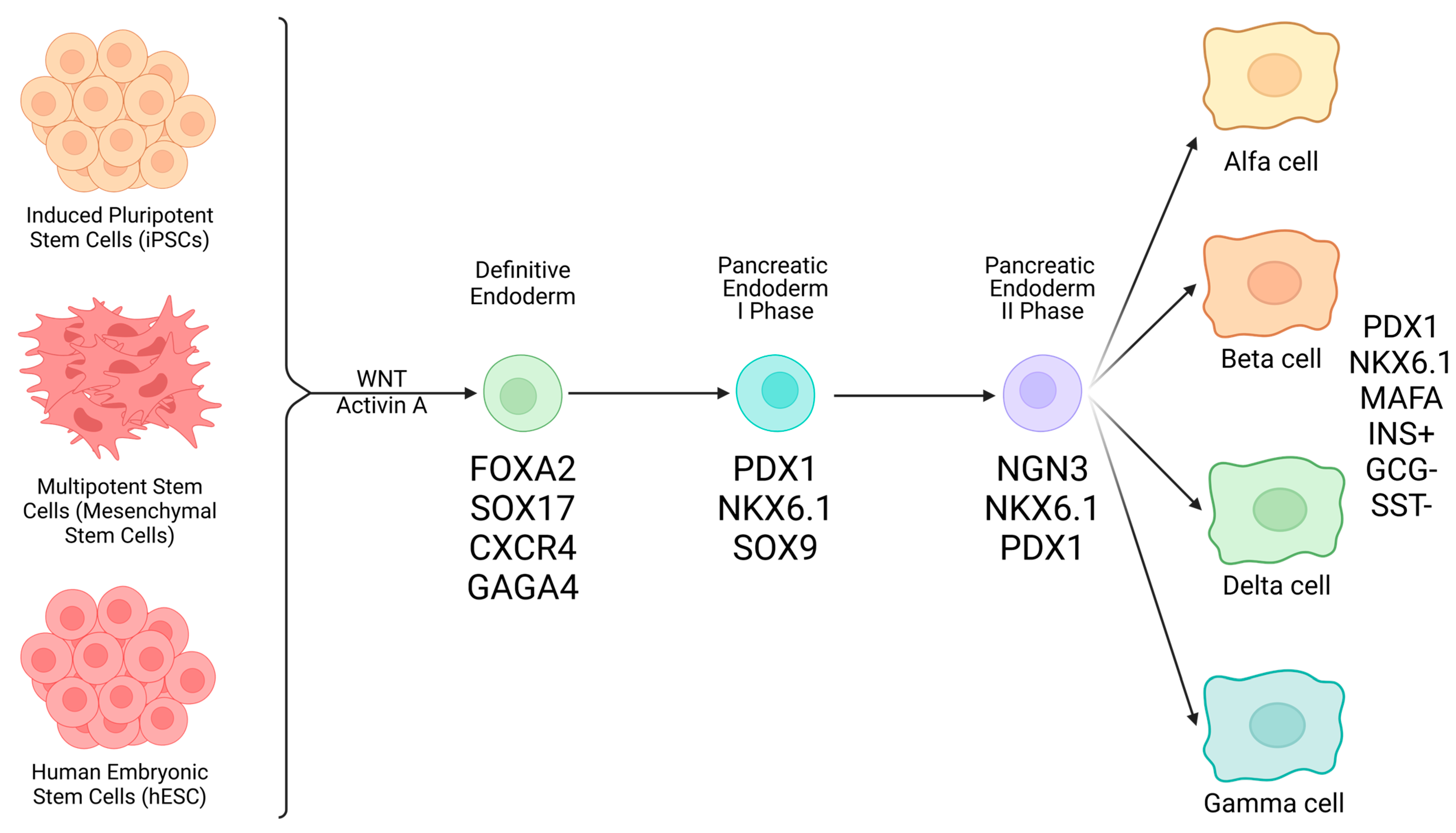 Endocrines 05 00034 g001