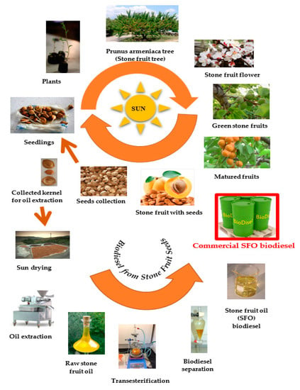 Energies | Free Full-Text | Optimisation of Second-Generation Biodiesel ...