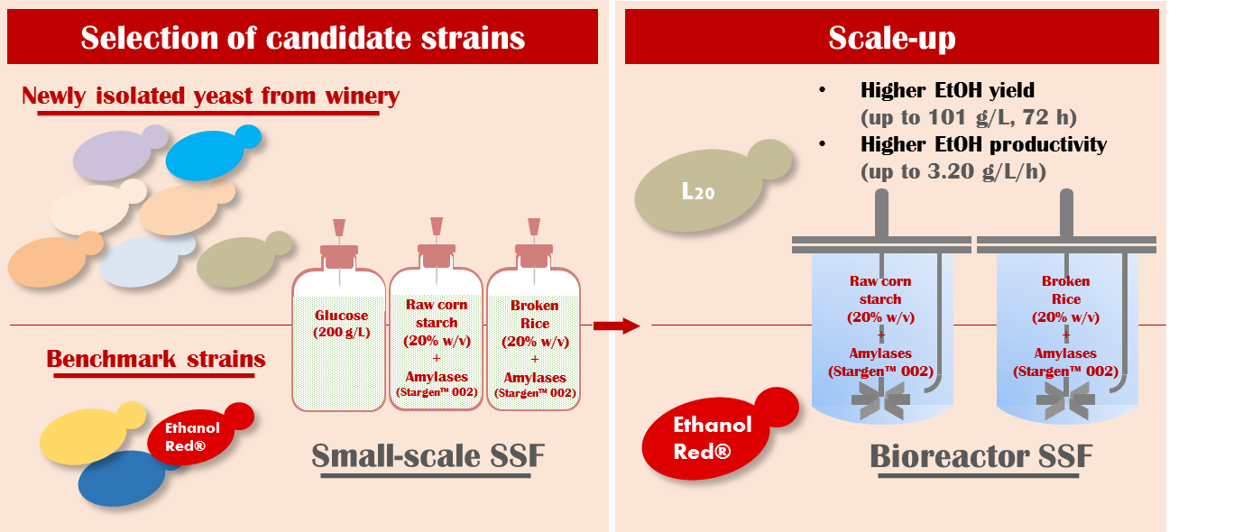 Energies Free Full Text Novel Yeast Strains For The Efficient Saccharification And Fermentation Of Starchy By Products To Bioethanol Html
