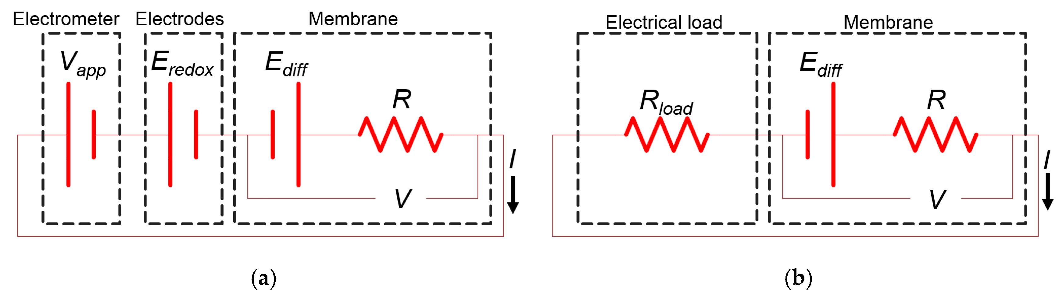 ne moves down or against its electrochemical gradient