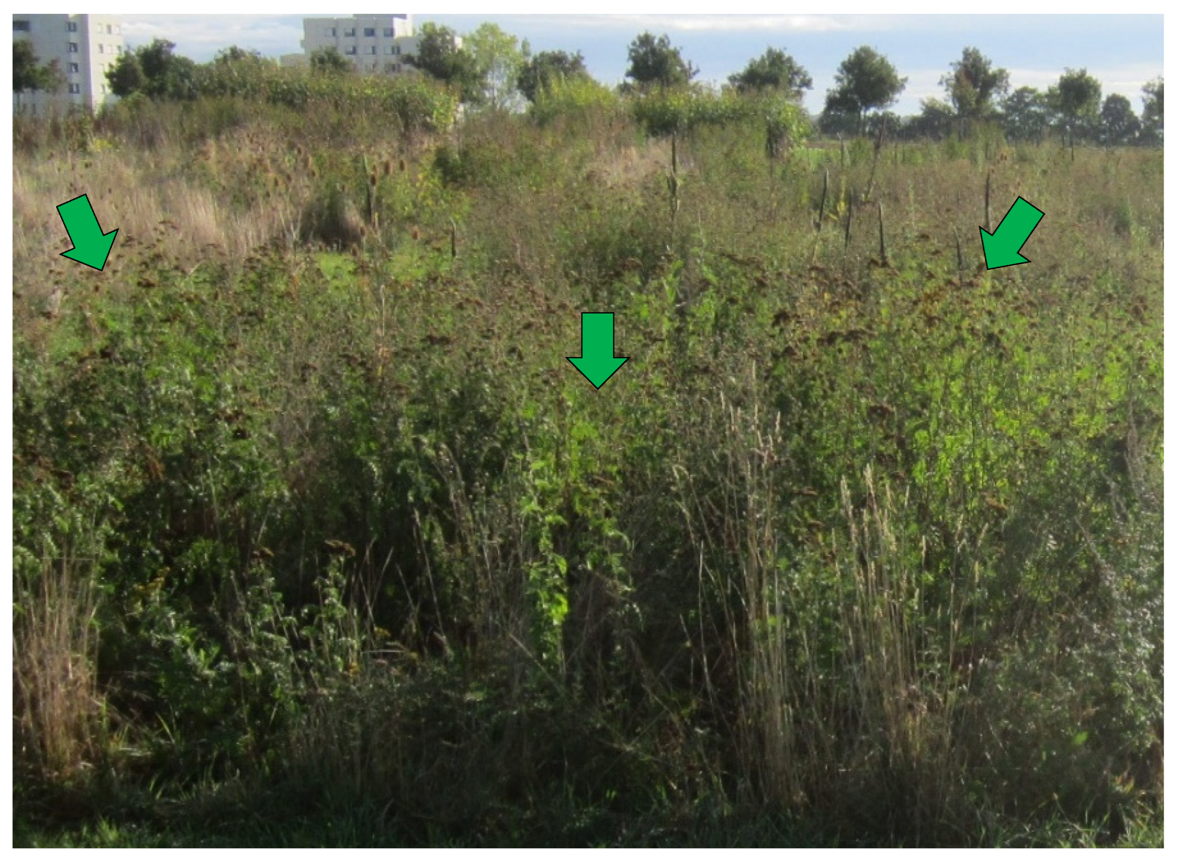 Energies 15 04380 g003