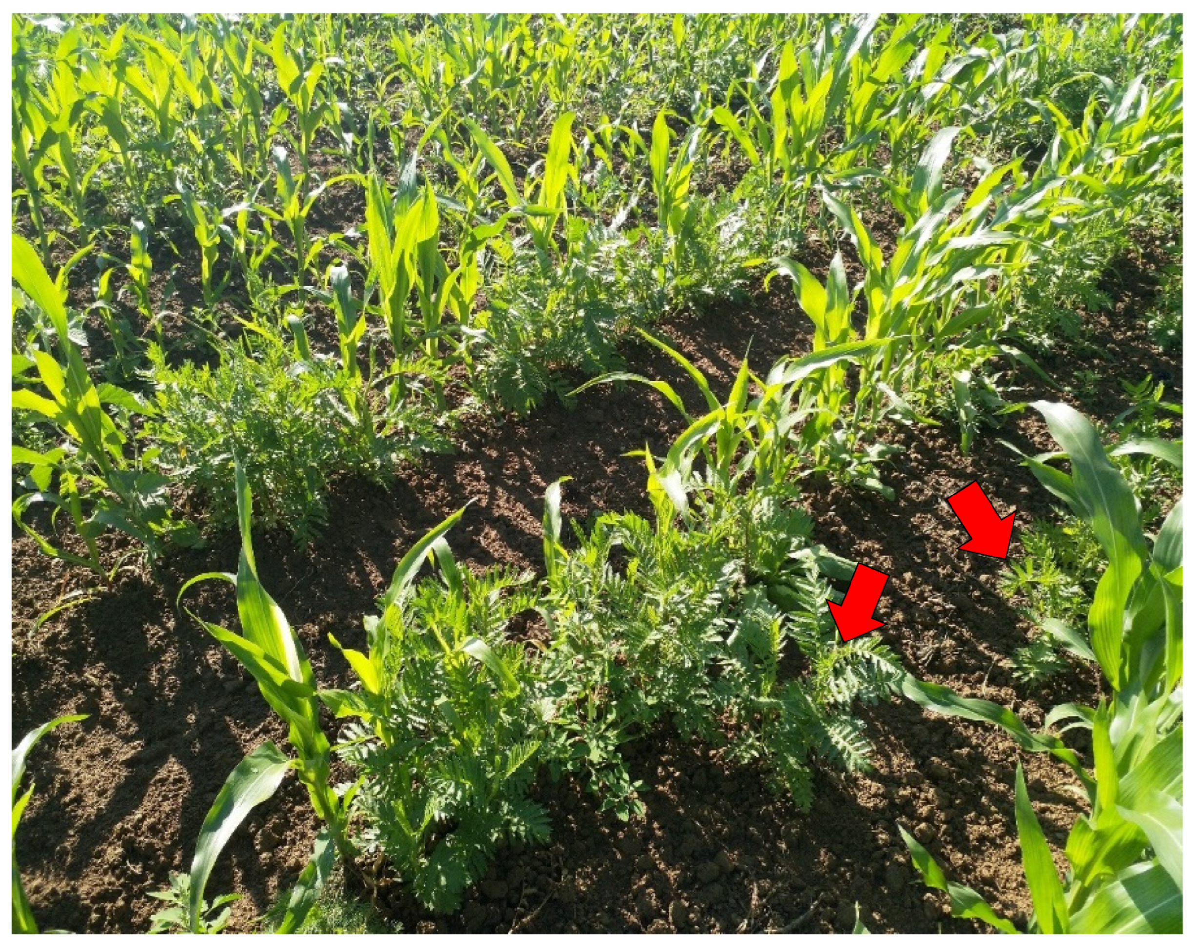 Energies 15 04380 g004