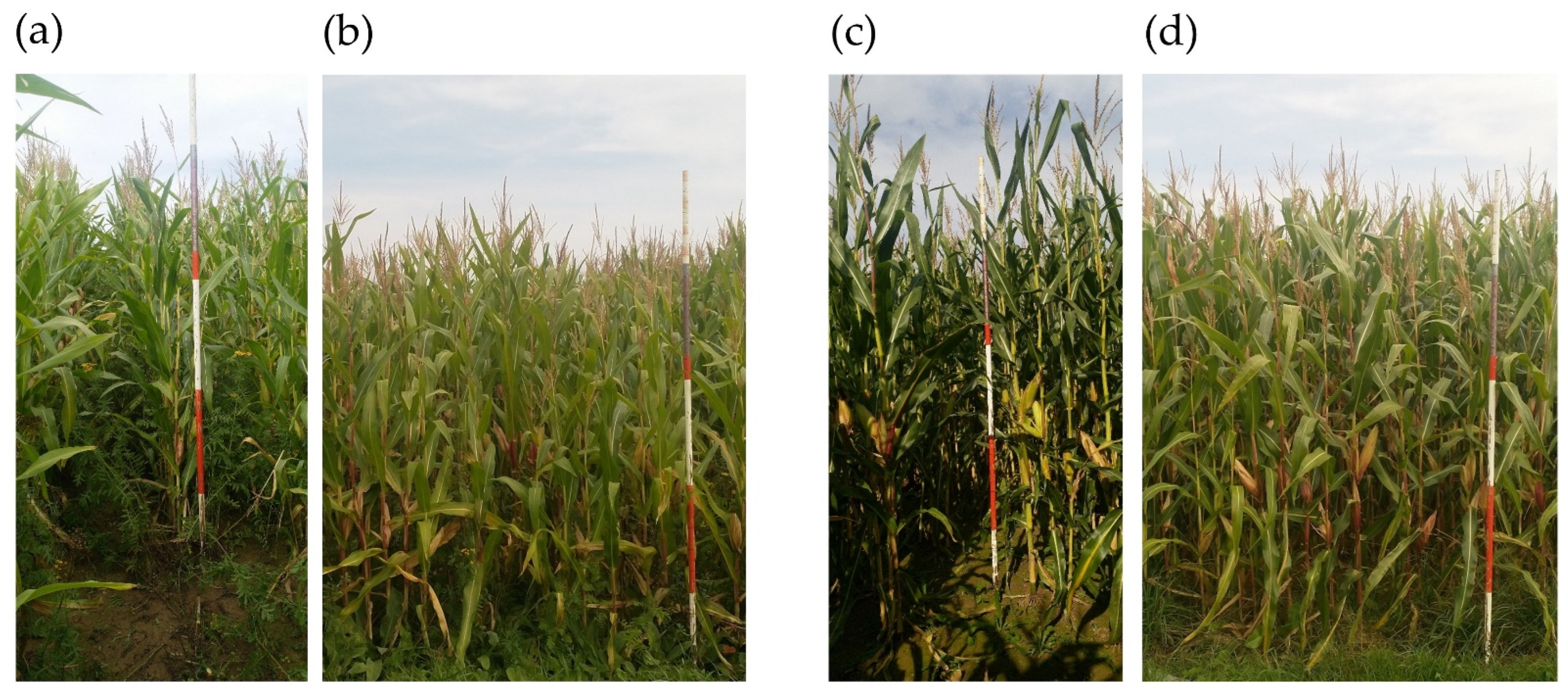 Energies 15 04380 g005