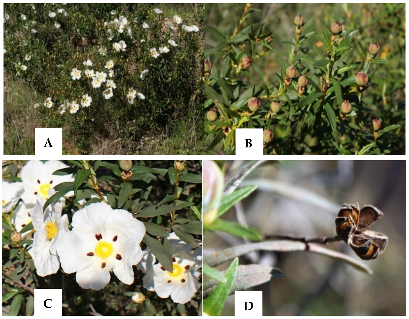 Energies | Free Full-Text | Cistus ladanifer as a Potential Feedstock for  Biorefineries: A Review