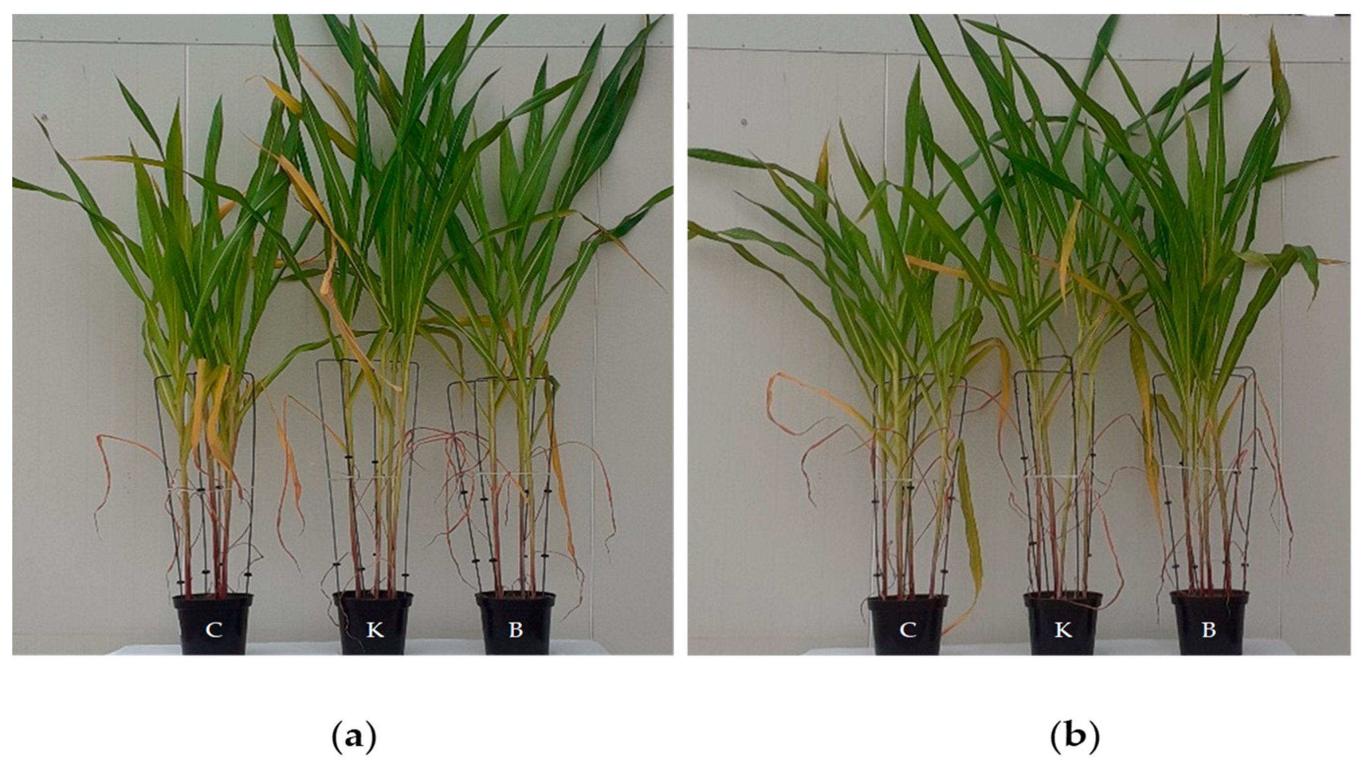 Energies 17 01156 g002