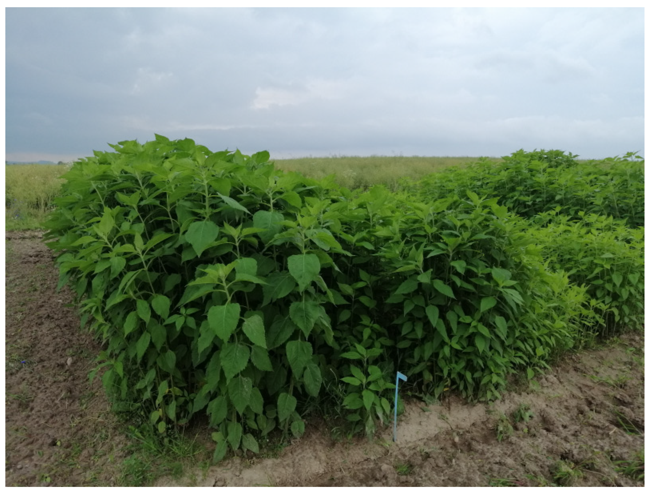 Energies 17 04008 g001