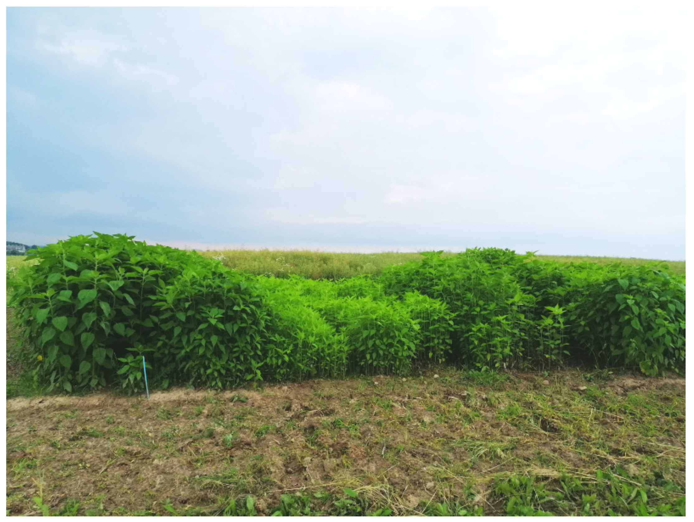 Energies 17 04008 g002