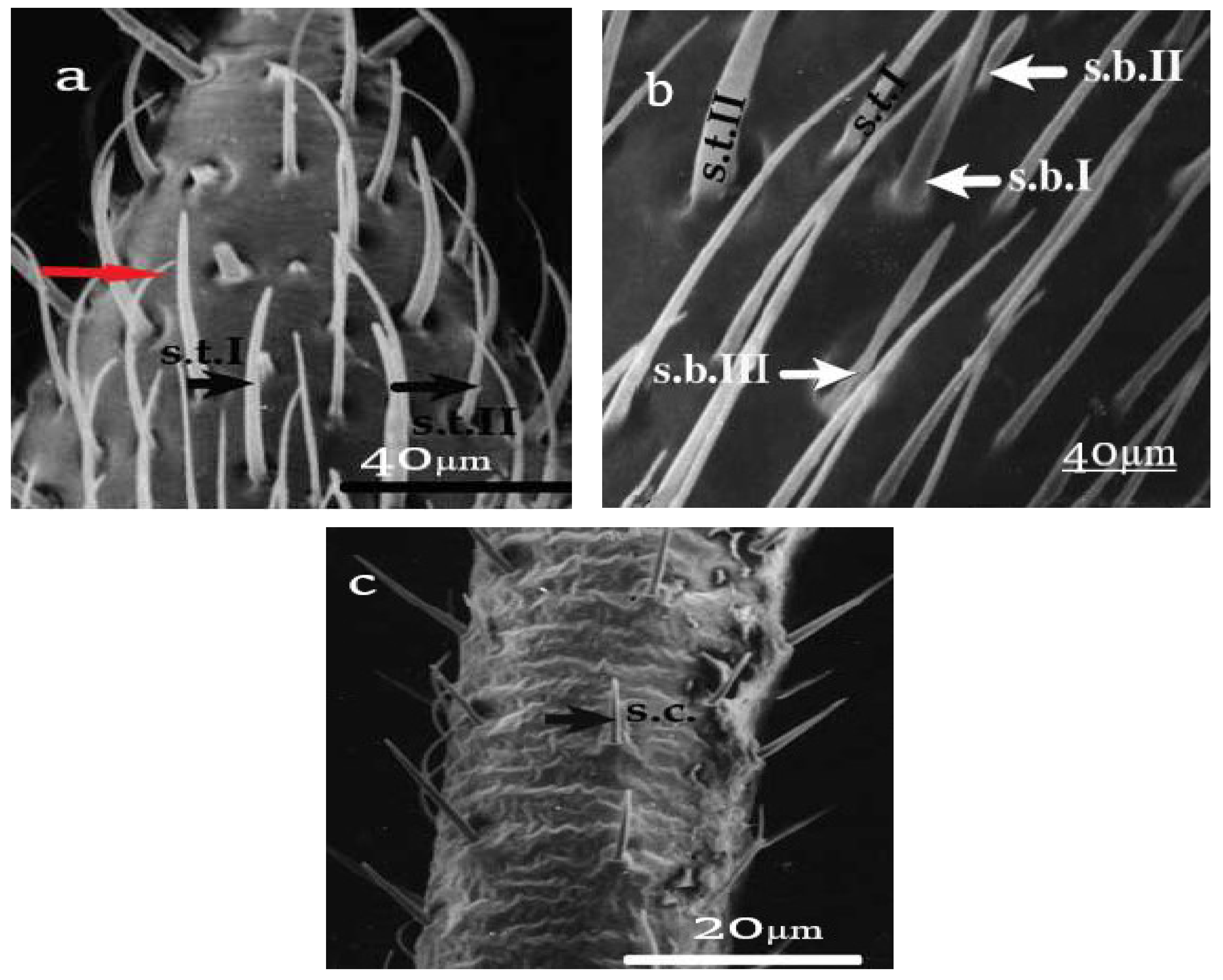 Engproc 02 00070 g001 Engproc 02 00070 g001