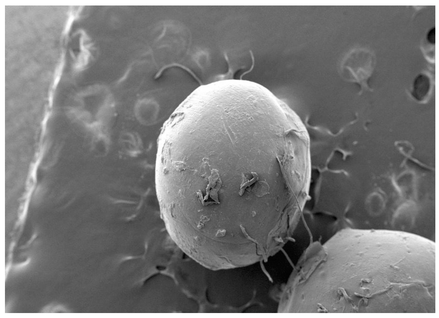 Engproc 56 00319 g002 Engproc 56 00319 g002