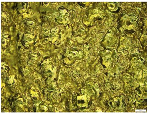 Engproc 59 00135 i007