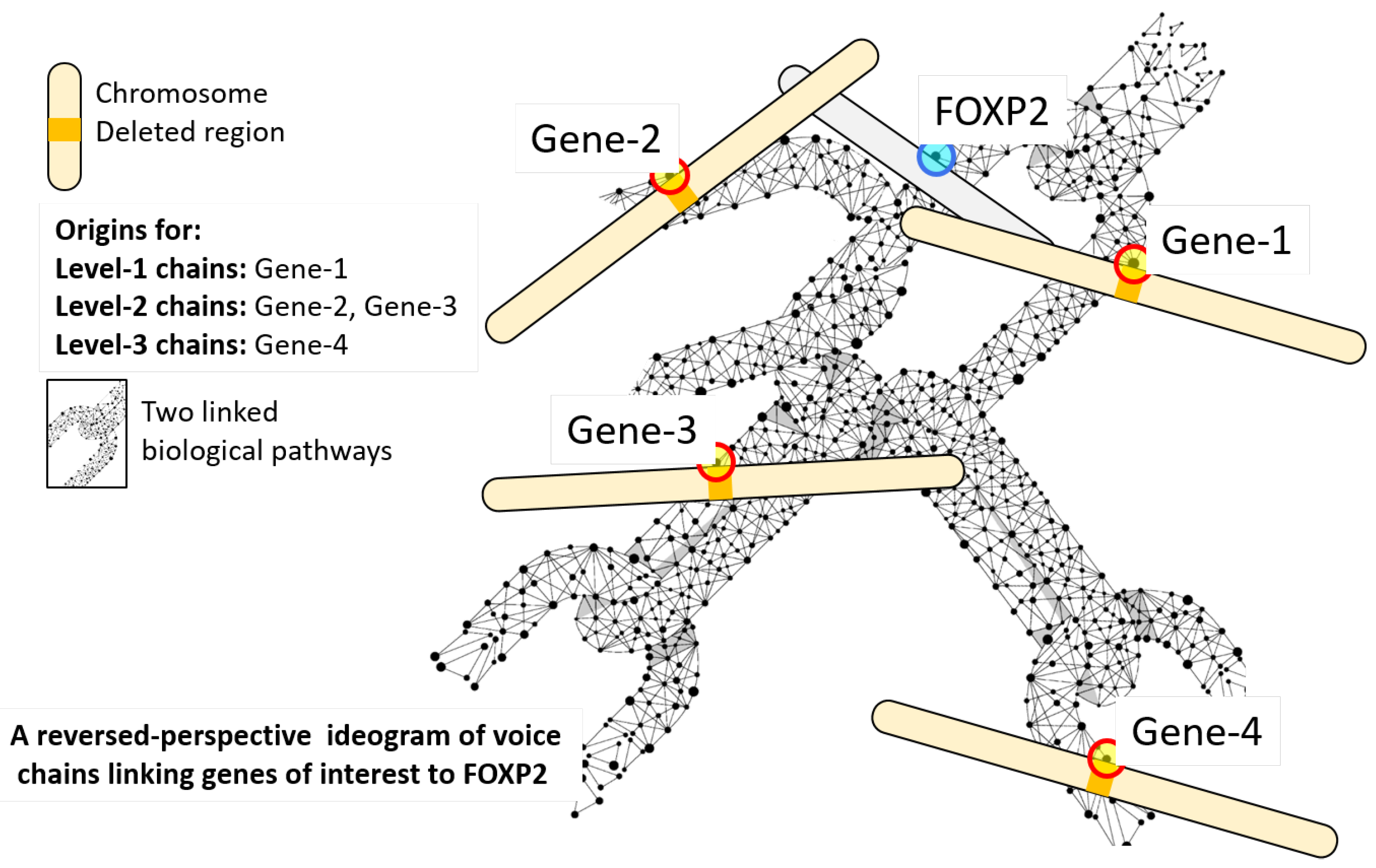 PDF) Identification of de novo EP300 and PLAU variants in a