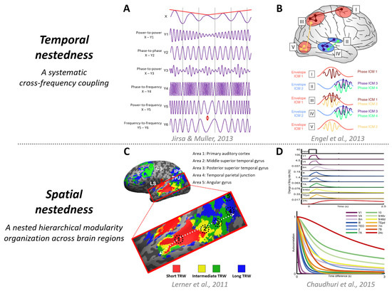 A multifaceted gradient in human cerebellum of structural and functional  development