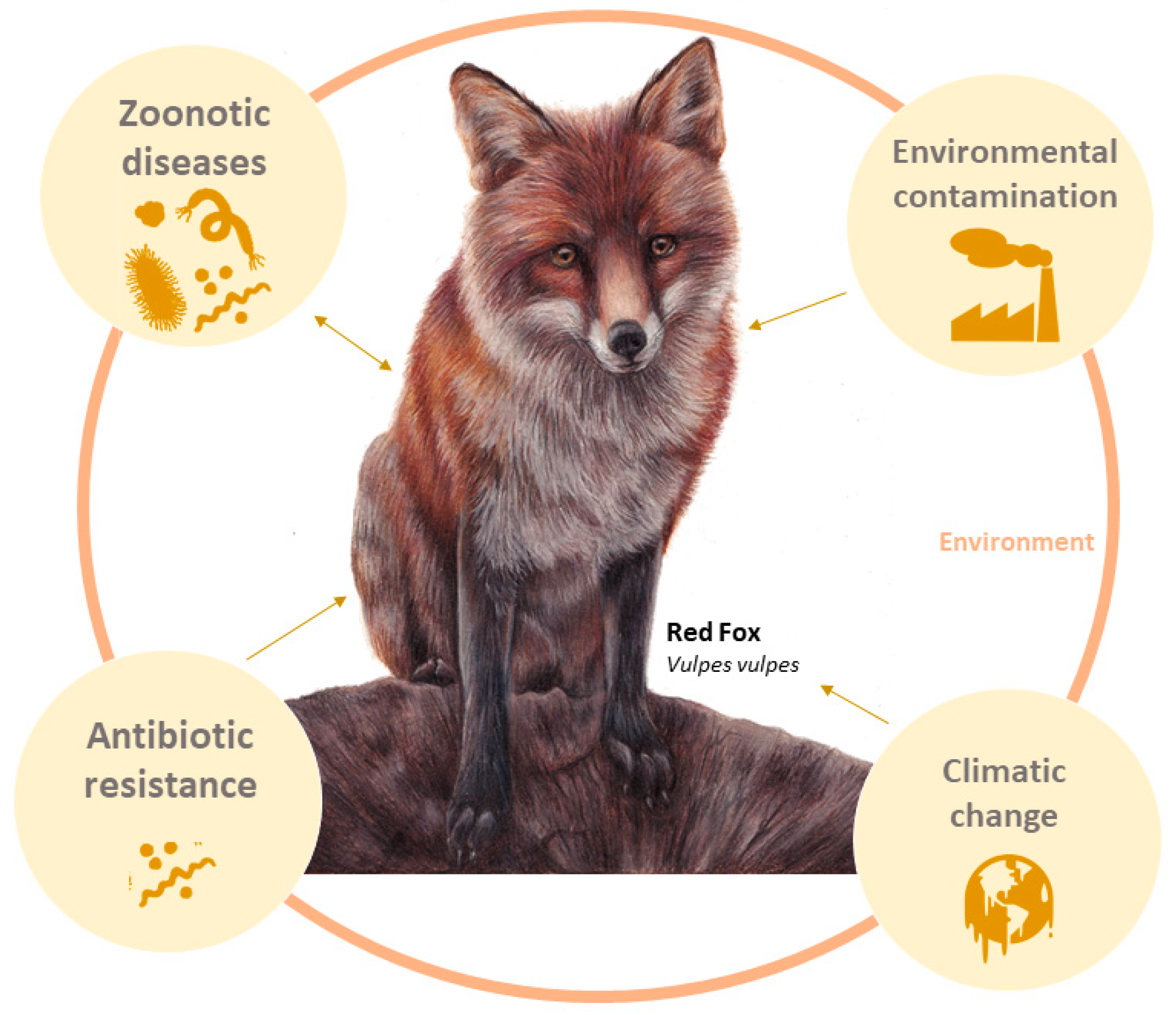Environments | Free Full-Text | Secrets of the Astute Red Fox (Vulpes  vulpes, Linnaeus, 1758): An Inside-Ecosystem Secret Agent Serving One Health