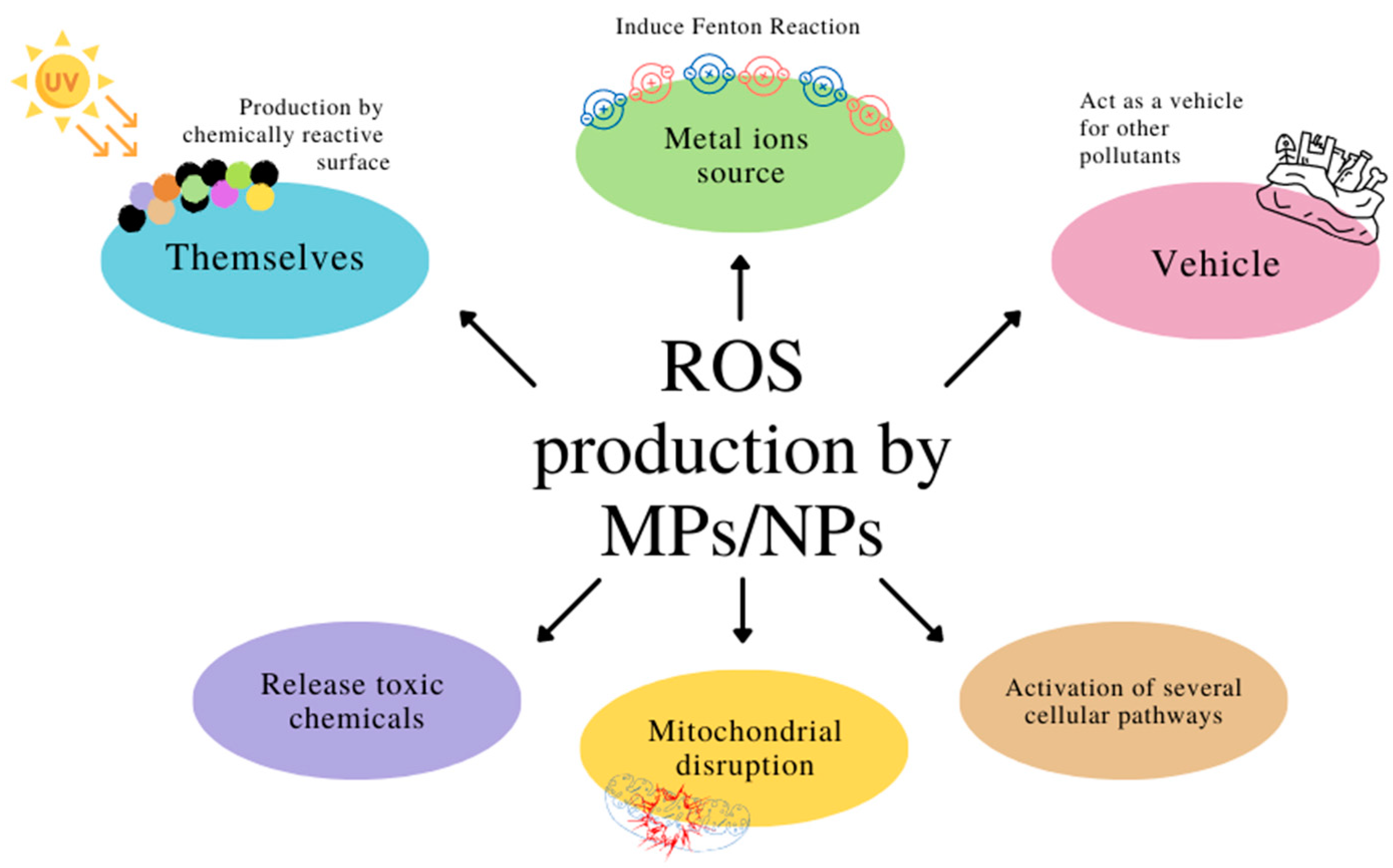 Effects of microplastics and nanoplastics in shrimp: Mechanisms of