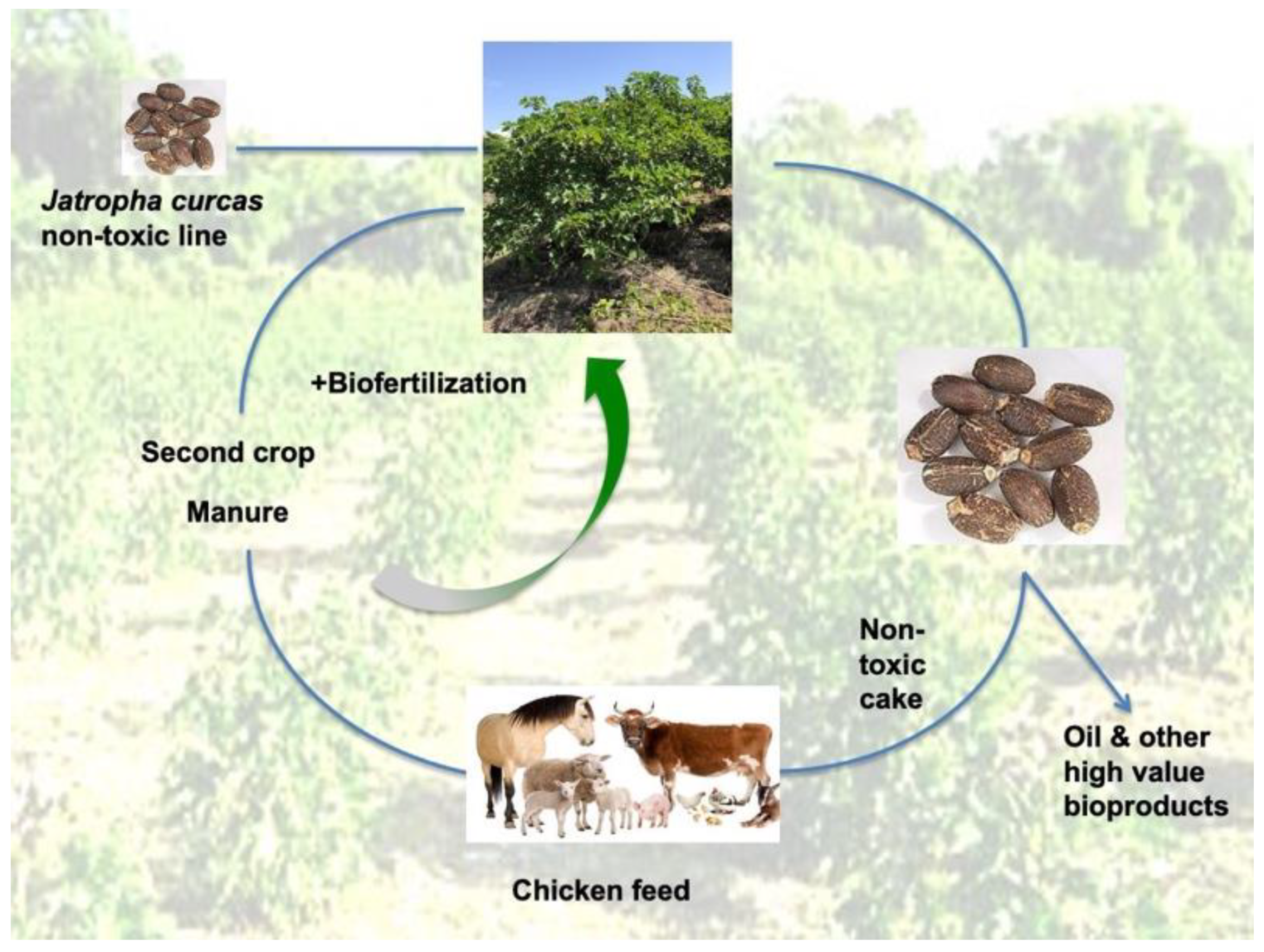 Jatropha Curcas L. Biomass Waste and Its Utilization | IntechOpen
