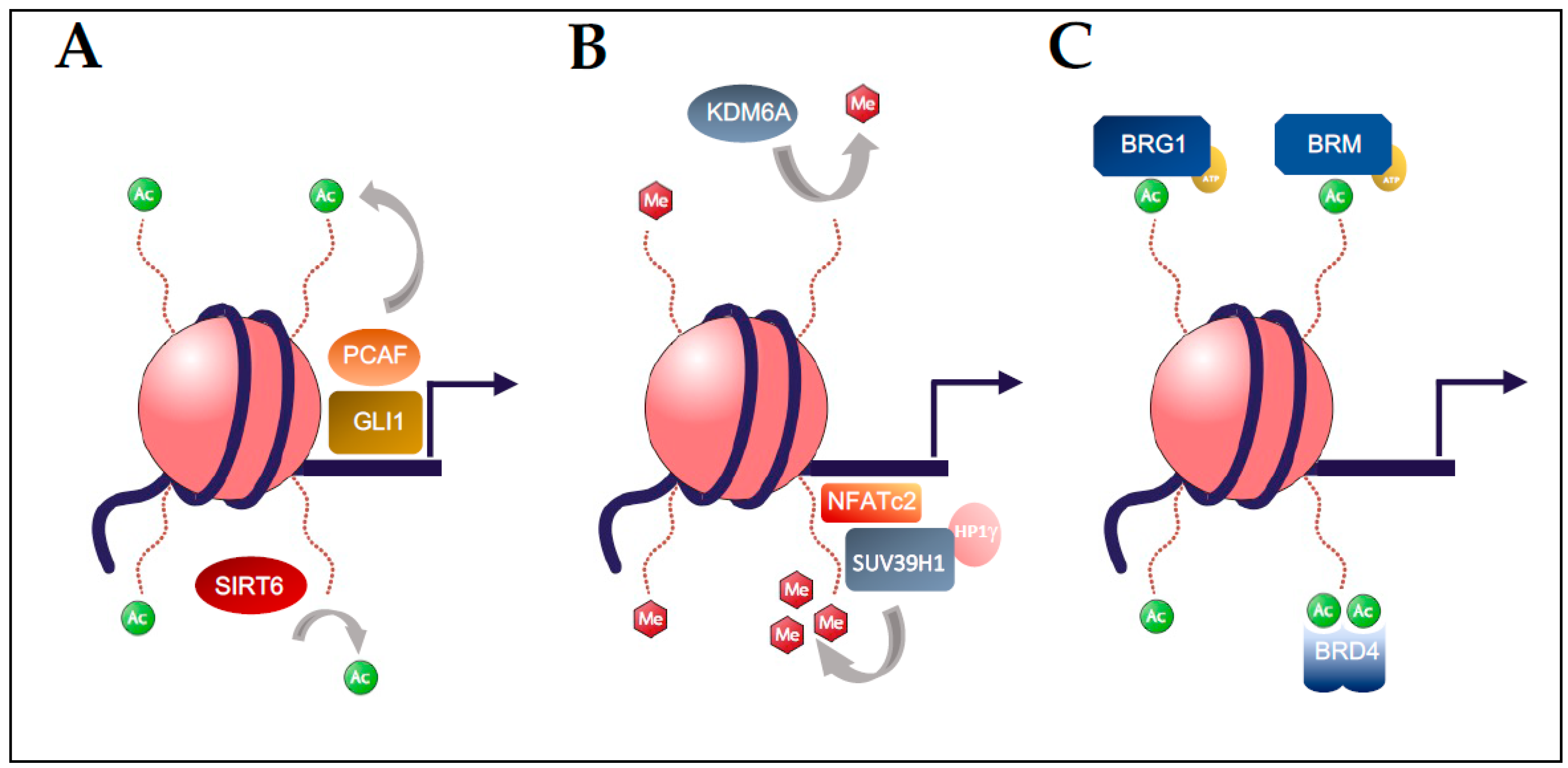 Epigenomes | Free Full-Text | Recent Advances in Chromatin Mechanisms  Controlling Pancreatic Carcinogenesis | HTML