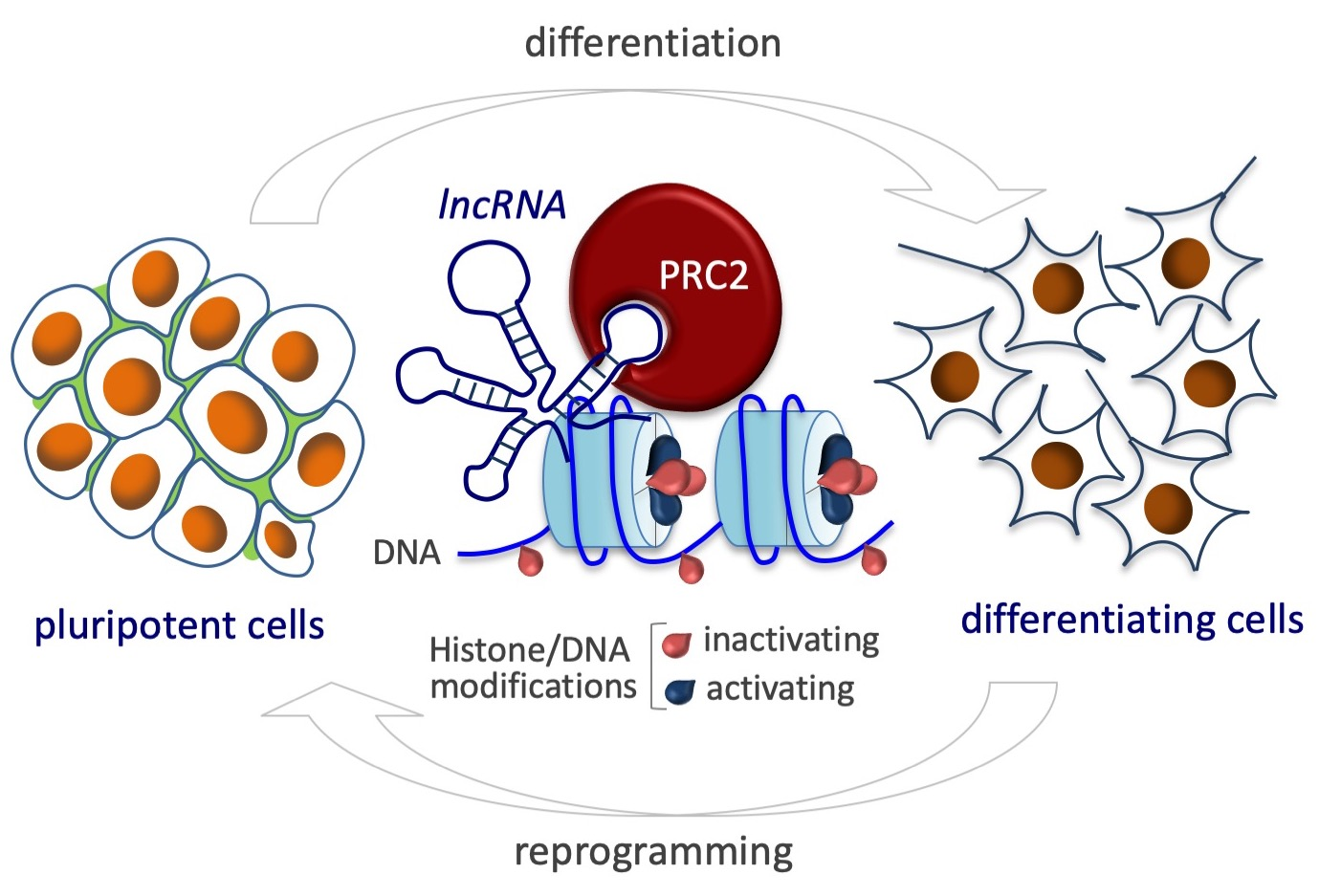 Epigenomes | Free Full-Text | LncRNAs and PRC2: Coupled Partners in  Embryonic Stem Cells