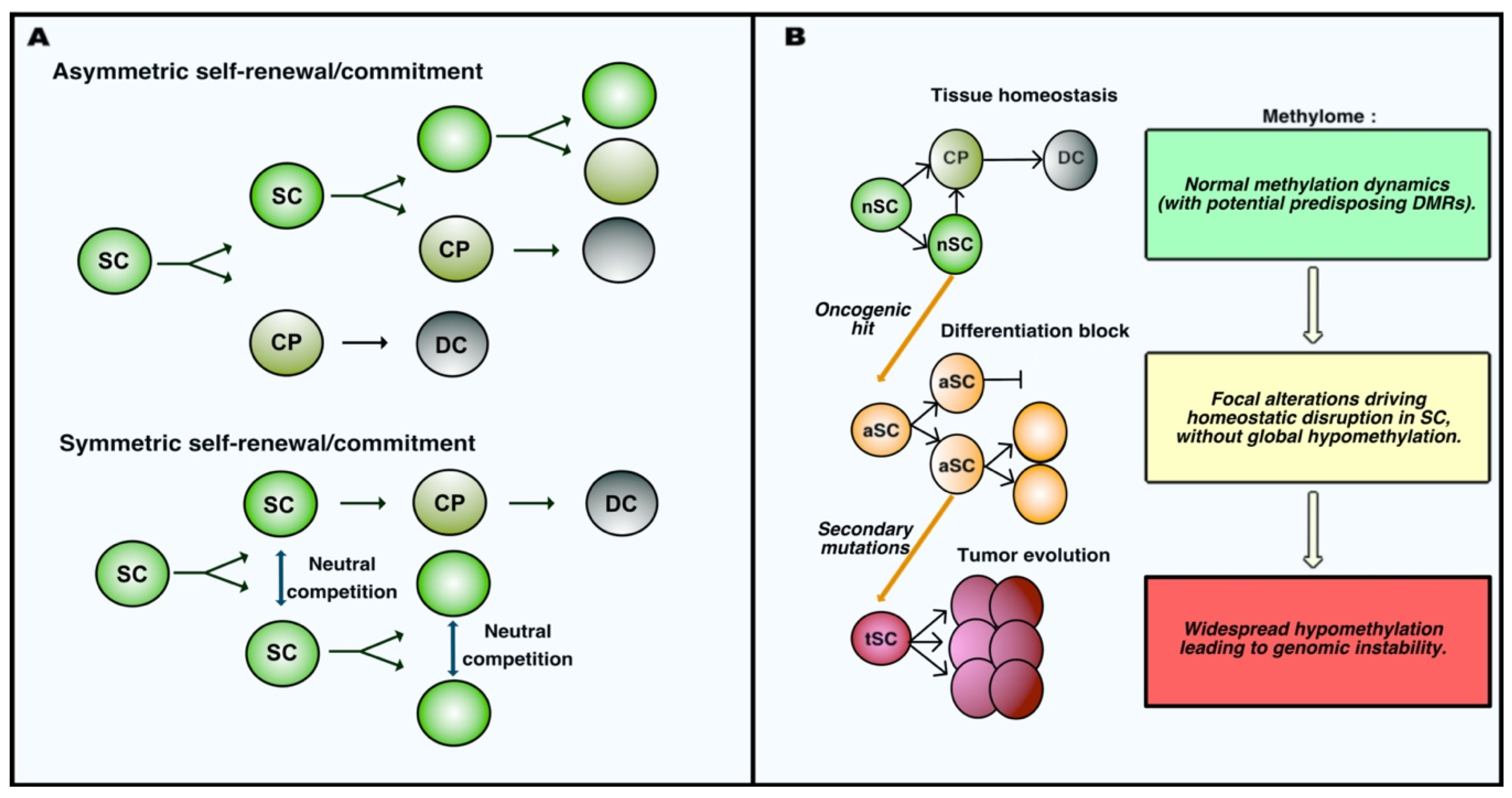 Effects of hormones and PFF on FTEC differentiation and self-renewal: