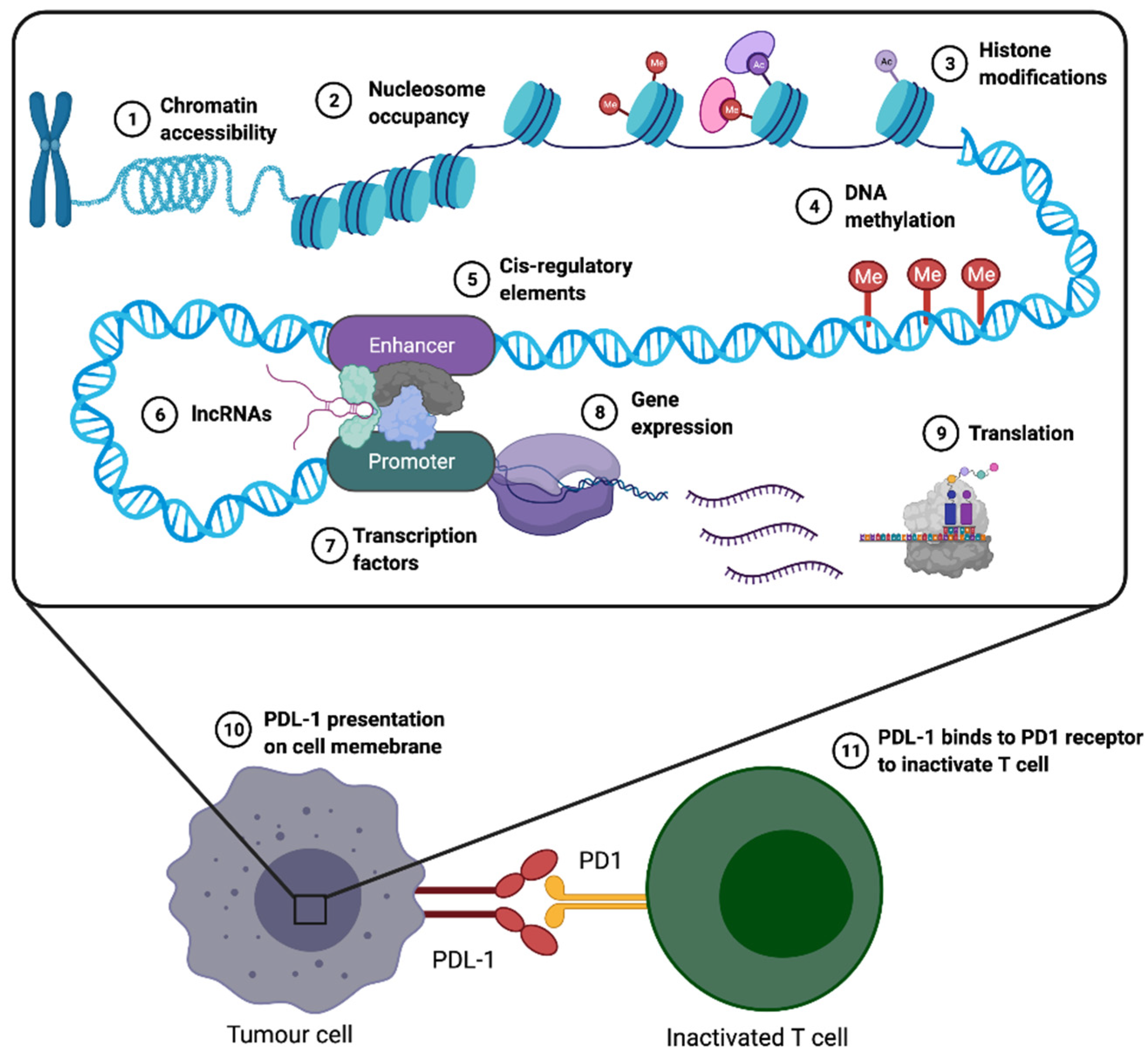 Epigenomes | Free Full-Text | Can Immune Suppression and Epigenome ...