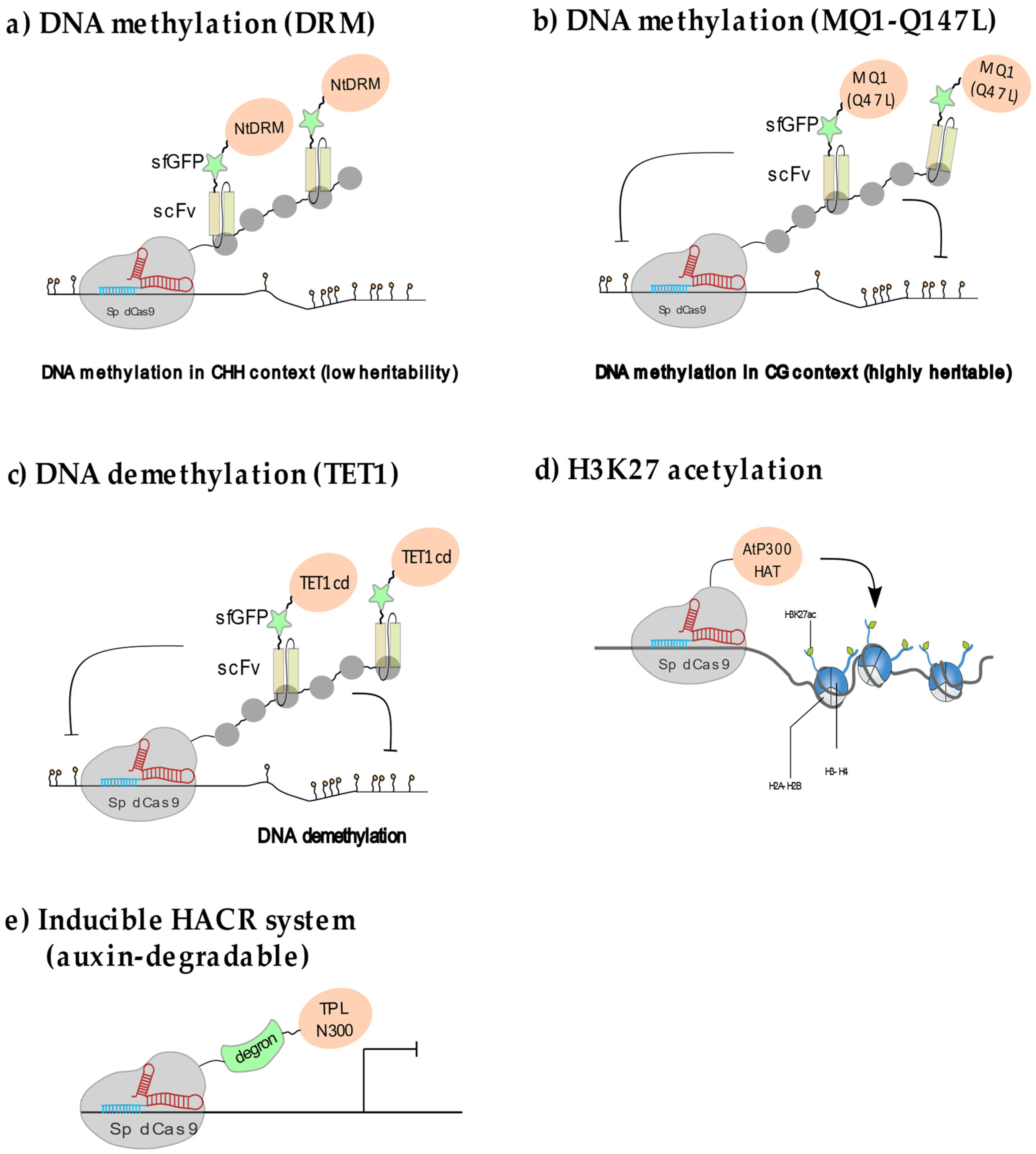 Epigenomes 05 00017 g003