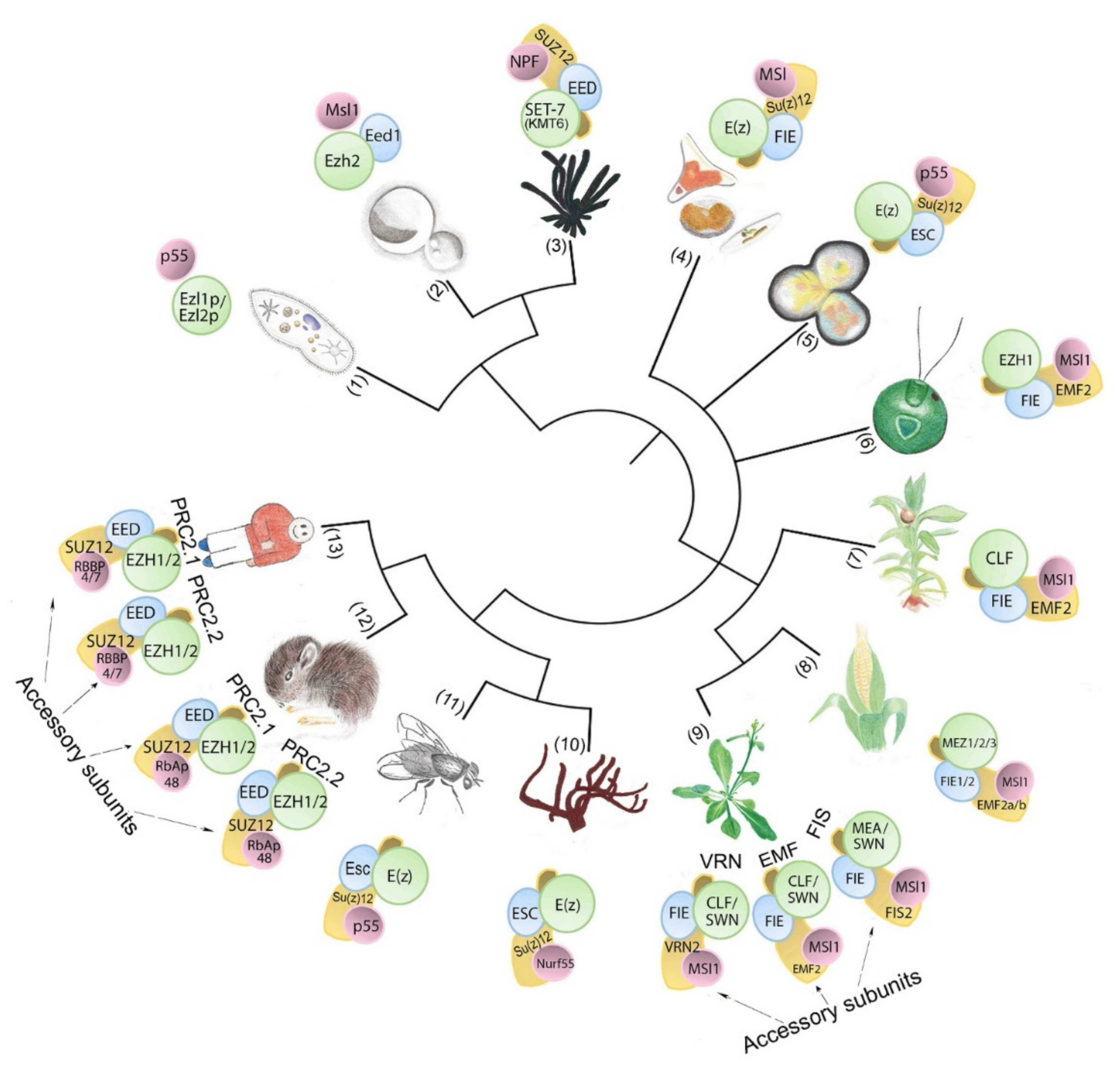 Epigenomes | Free Full-Text | Polycomb Repressive Complex 2 in  Eukaryotes—An Evolutionary Perspective