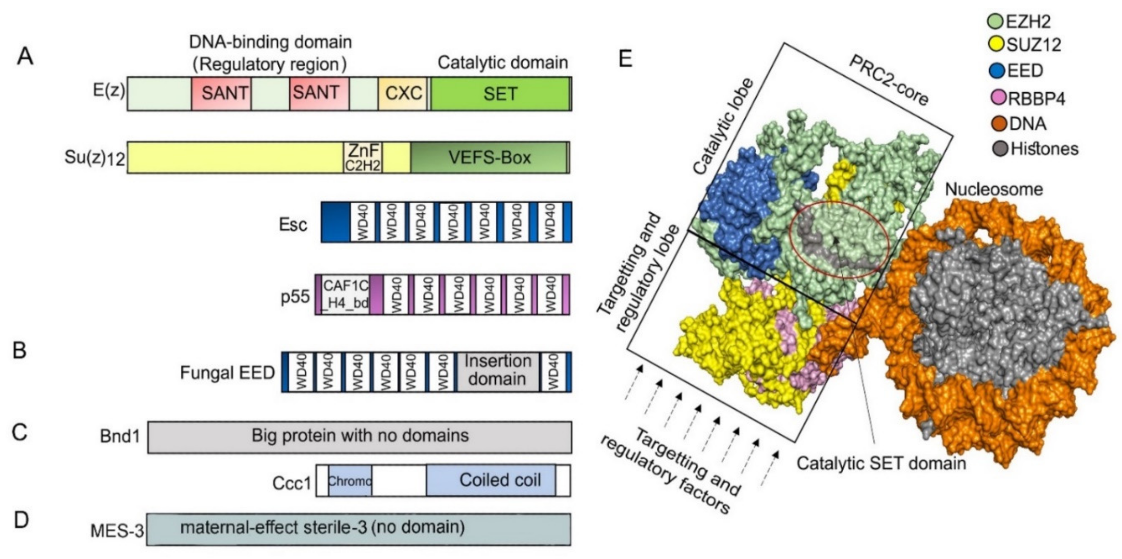 Epigenomes Free Full-Text Polycomb Repressive Complex 2 in Eukaryotesandmdash;An Evolutionary Perspective