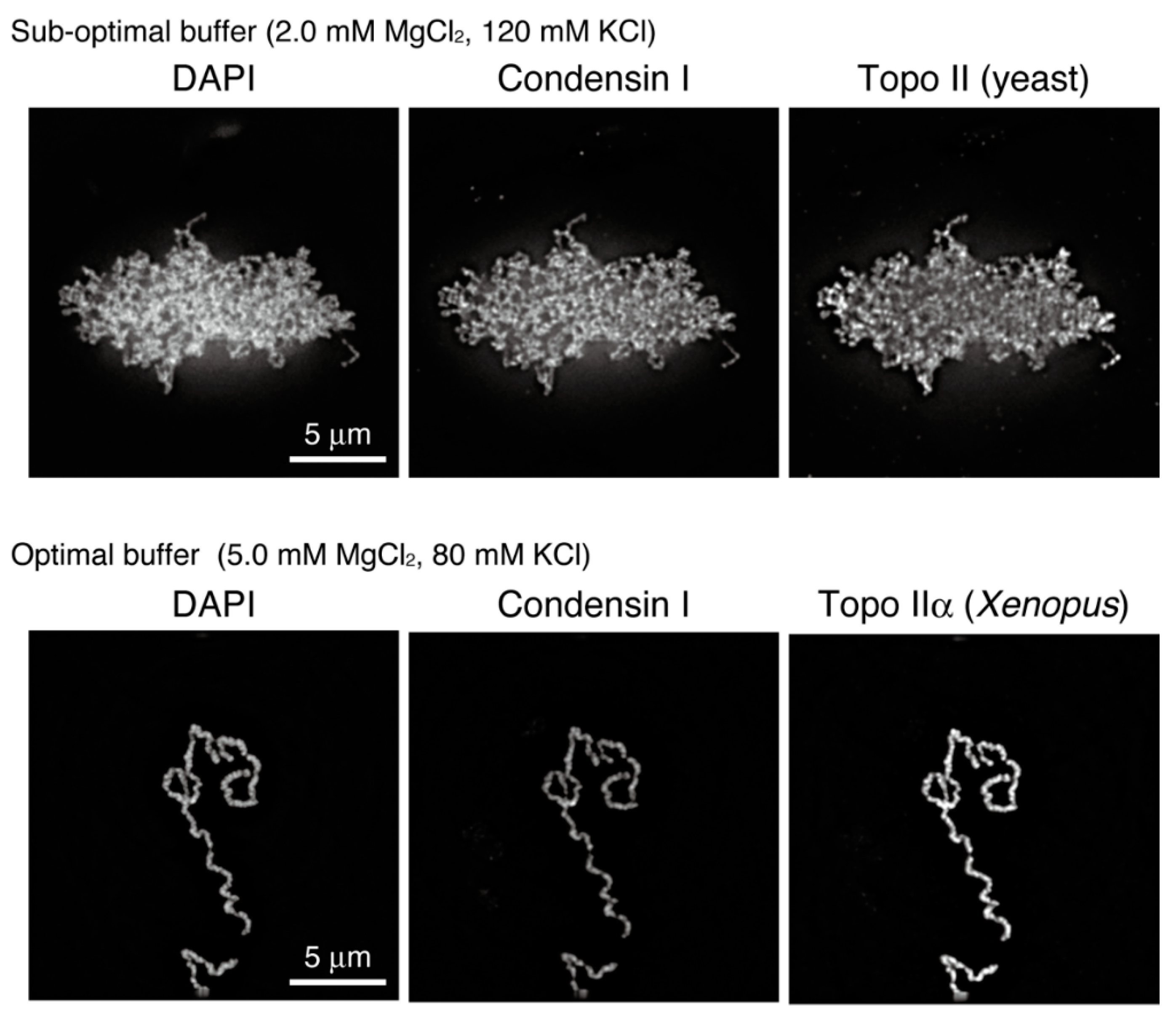 Epigenomes 06 00020 g004 Epigenomes 06 00020 g004
