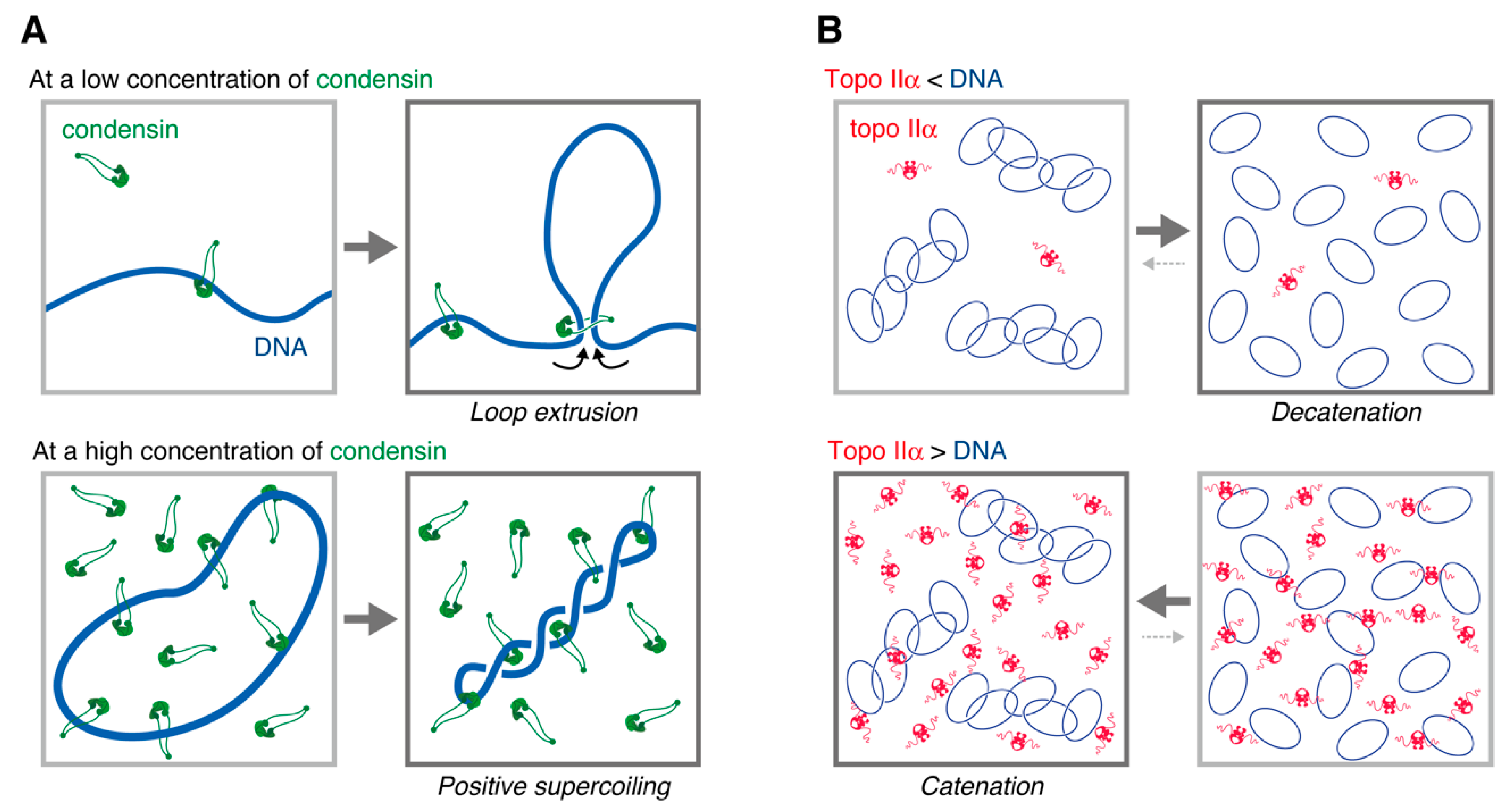 Epigenomes 06 00020 g005 Epigenomes 06 00020 g005
