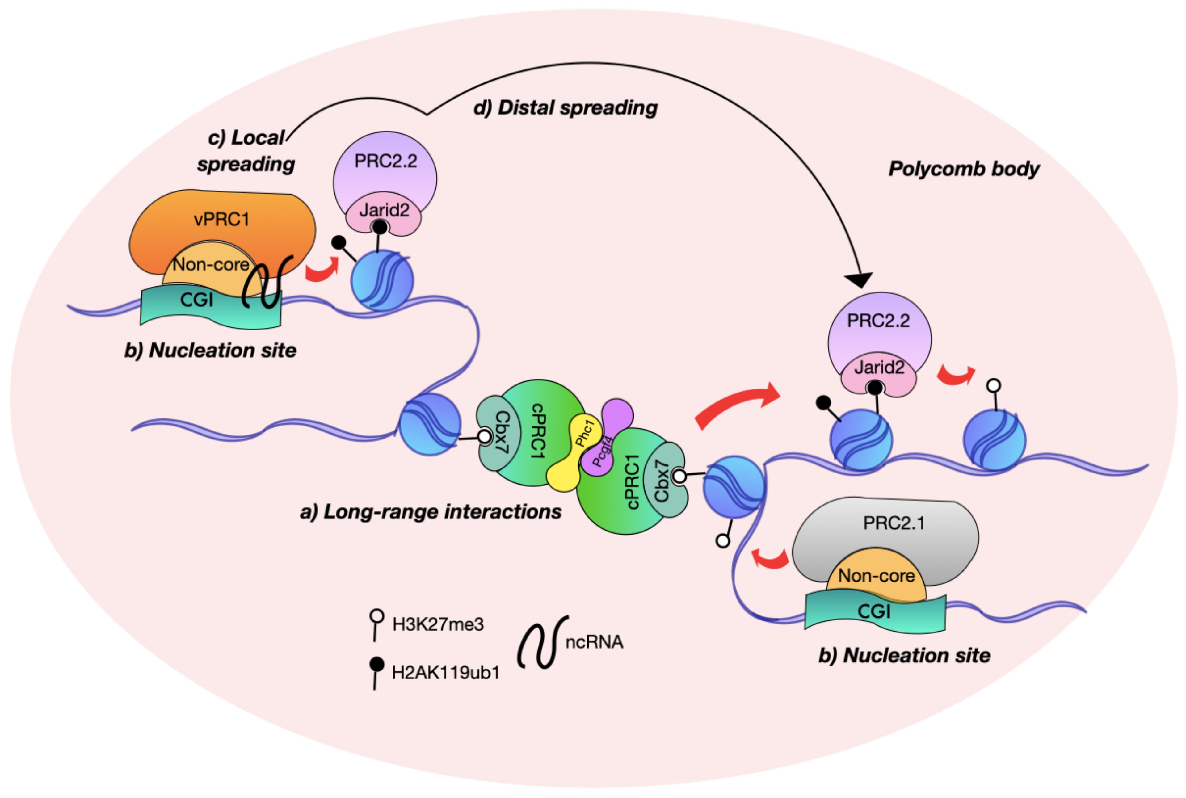 NRF1 Association with AUTS2-Polycomb Mediates Specific Gene Activation in  the Brain