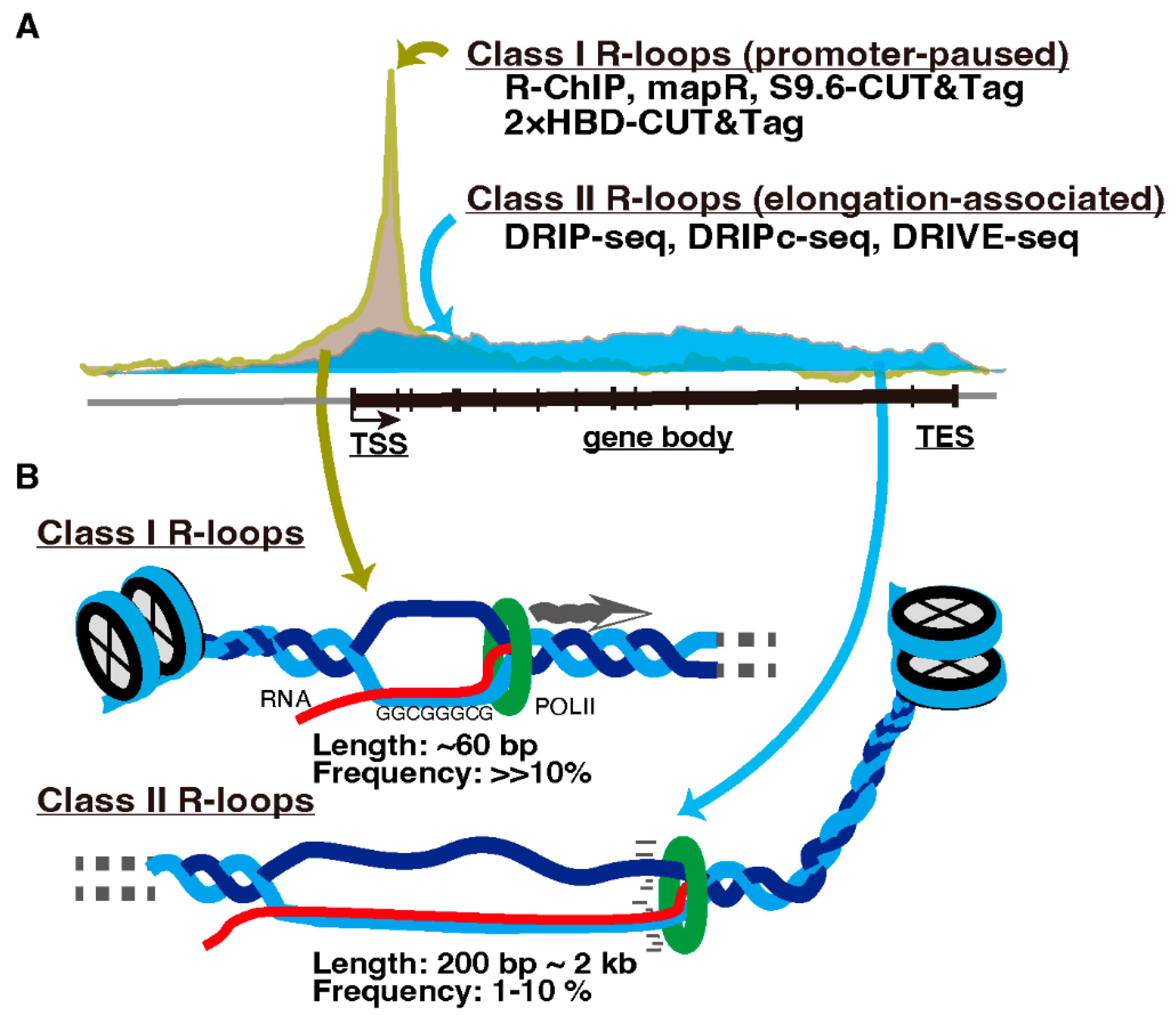 Epigenomes 06 00026 g002 Epigenomes 06 00026 g002