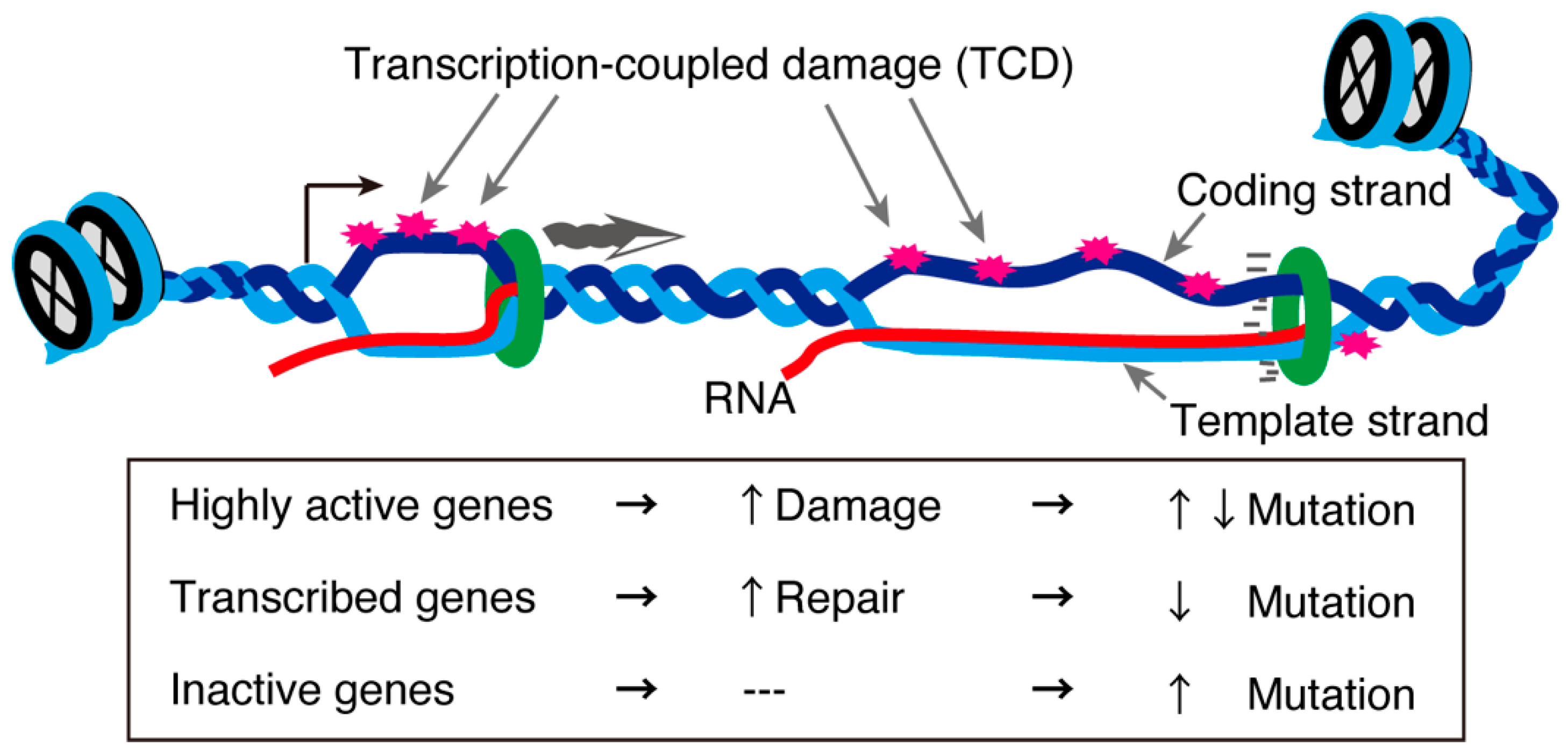 Epigenomes 06 00026 g004 Epigenomes 06 00026 g004