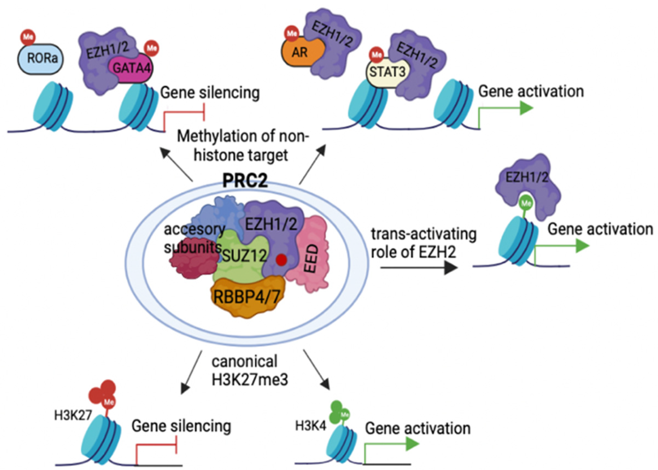Epigenomes | Free Full-Text | Polycomb Directed Cell Fate Decisions in  Development and Cancer