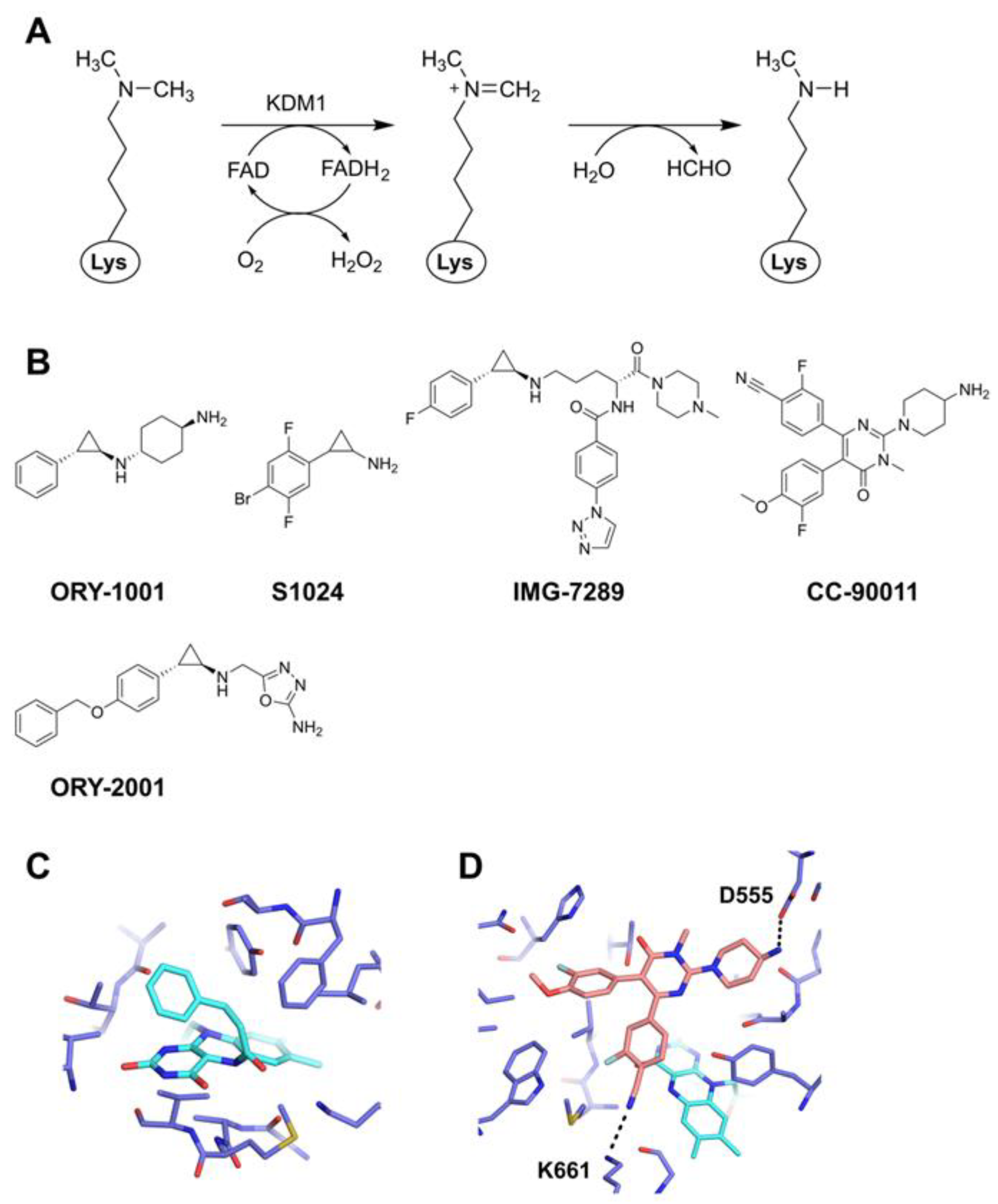 Epigenomes Free Full-Text Chemical Inhibitors Targeting the Histone Lysine Demethylase Families with Potential for Drug Discovery picture